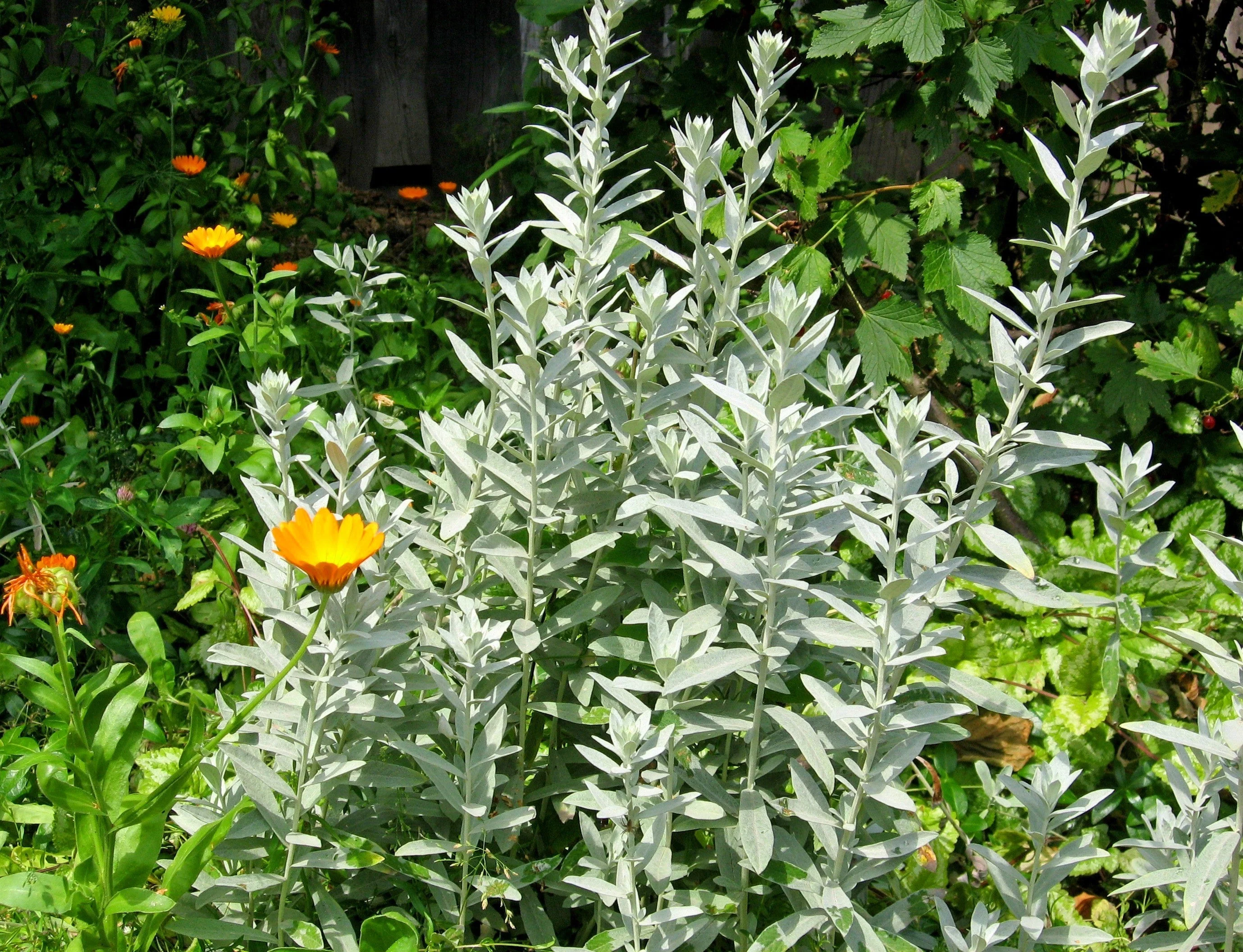 200 PRAIRIE SAGE (Wormwood / Fringed Sagebrush / Sagewort) Artemisia Ludoviciana Flower Seeds - Image 2