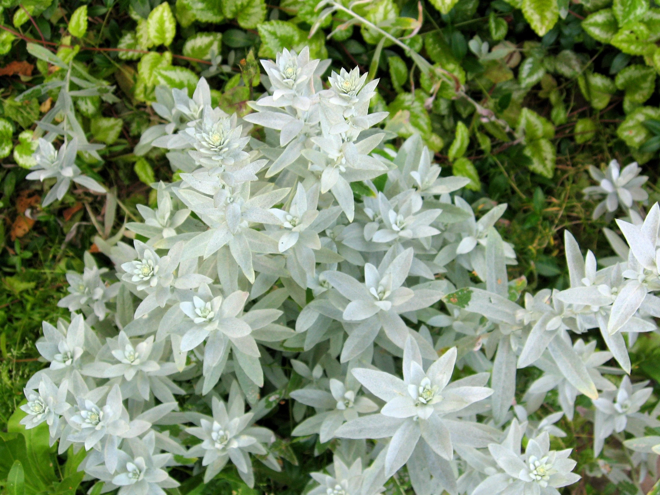 200 PRAIRIE SAGE (Wormwood / Fringed Sagebrush / Sagewort) Artemisia Ludoviciana Flower Seeds - Image 3