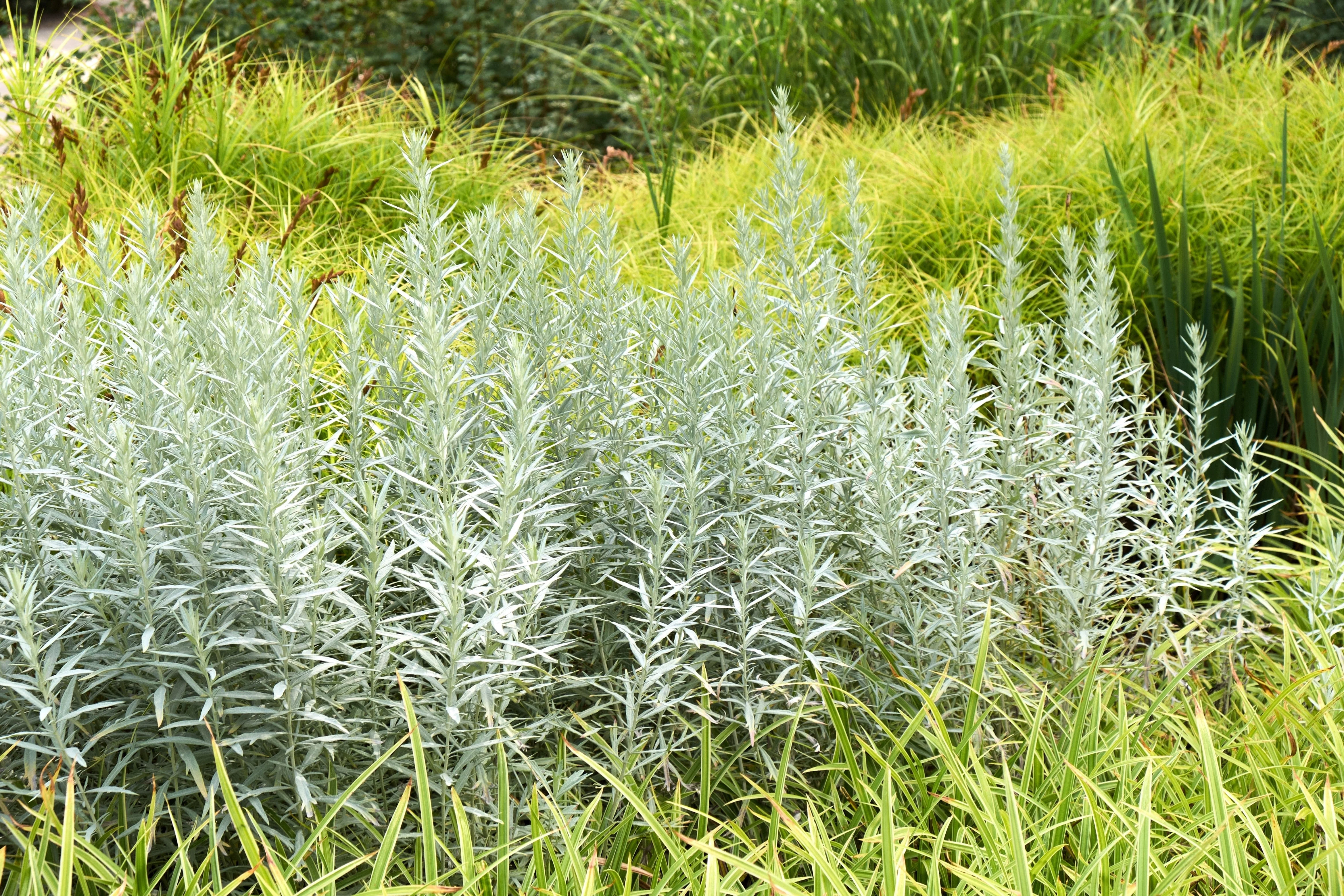 200 PRAIRIE SAGE (Wormwood / Fringed Sagebrush / Sagewort) Artemisia Ludoviciana Flower Seeds - Image 7