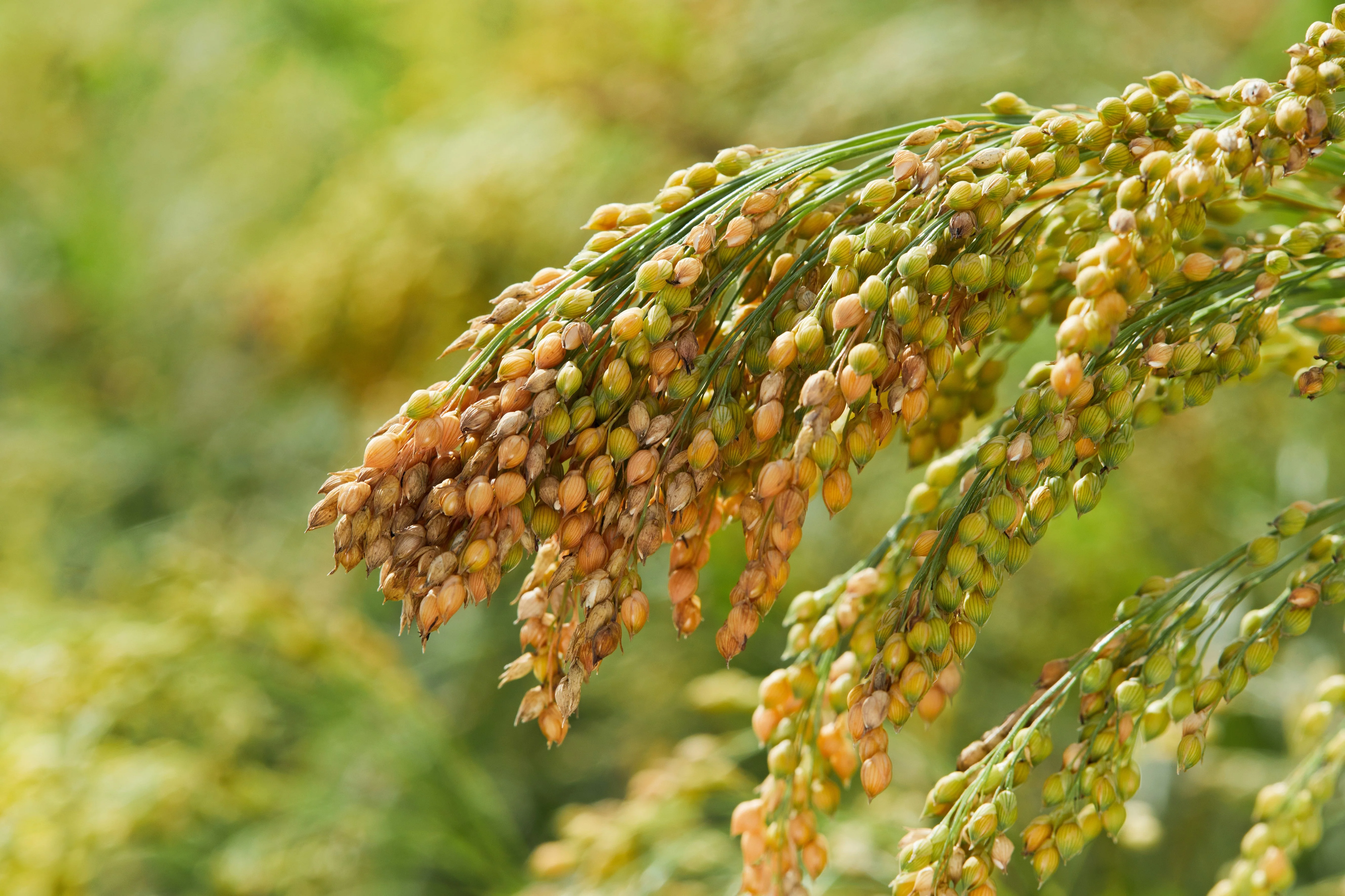 200 PROSO MILLET White Common Panicum Miliaceum Ornamental Grass Vegetable Seeds - Image 3