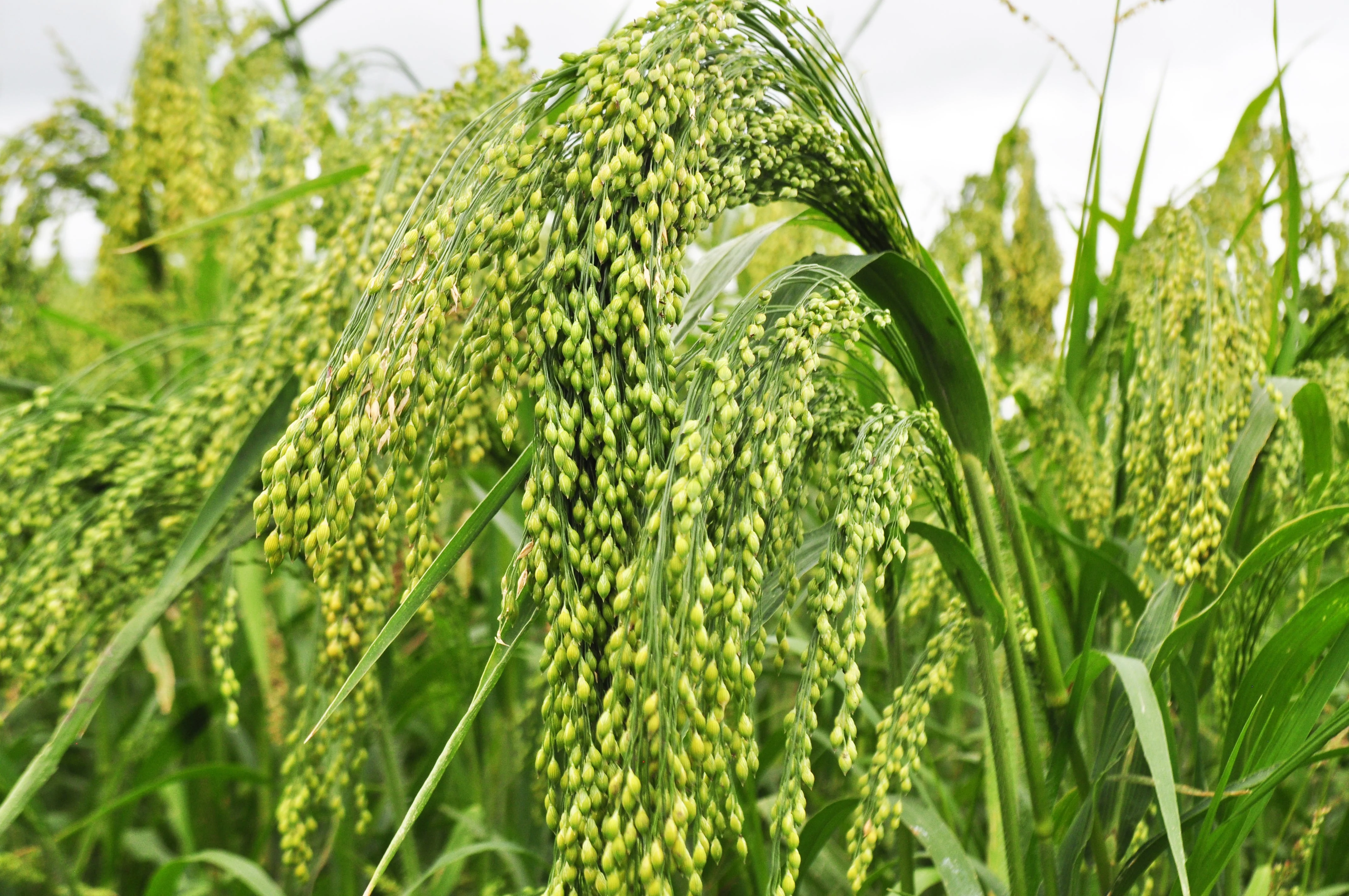 200 PROSO MILLET White Common Panicum Miliaceum Ornamental Grass Vegetable Seeds - Image 5