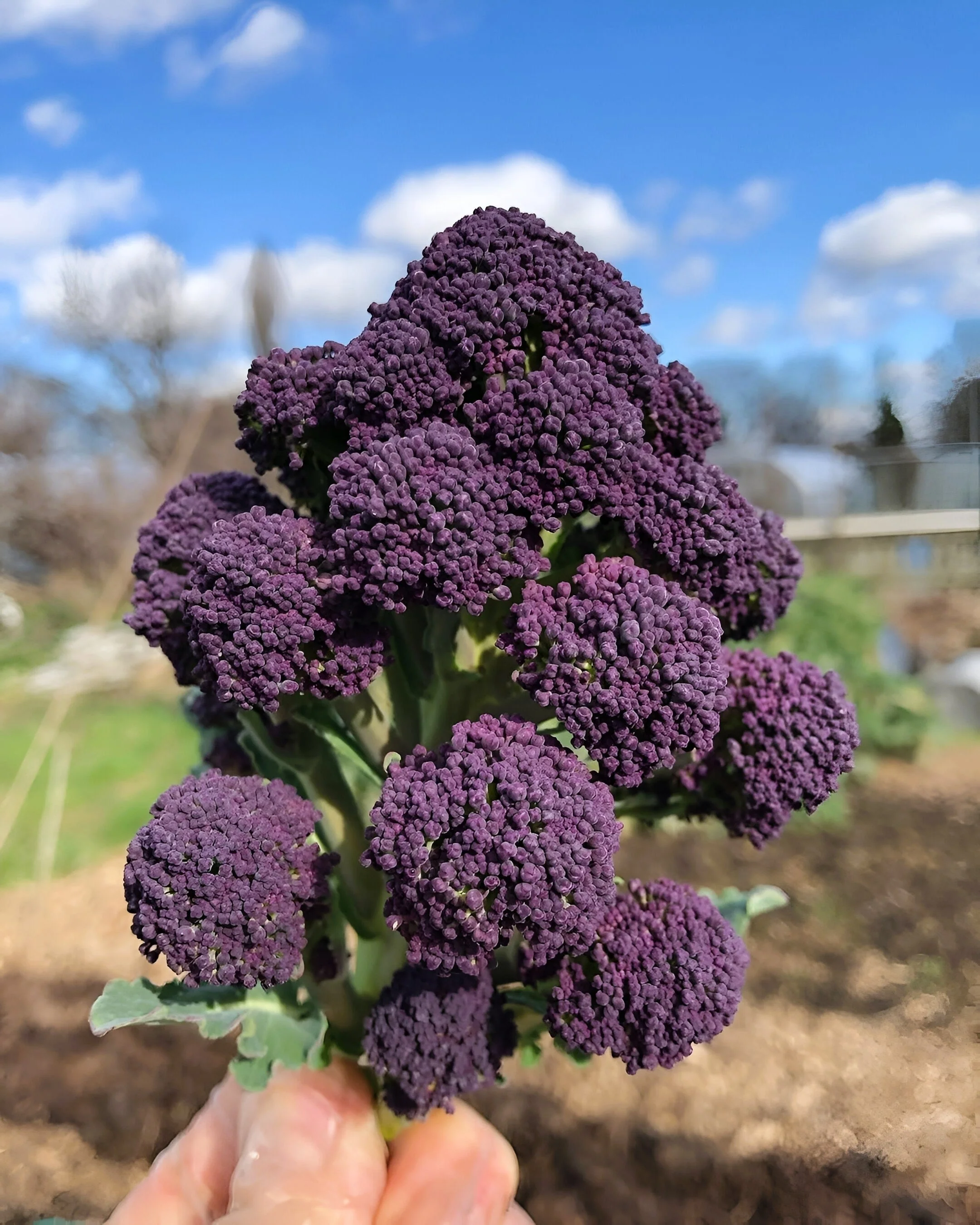 200 PURPLE SPROUTING BROCCOLI Brassica Oleracea Vegetable Seeds - Image 2