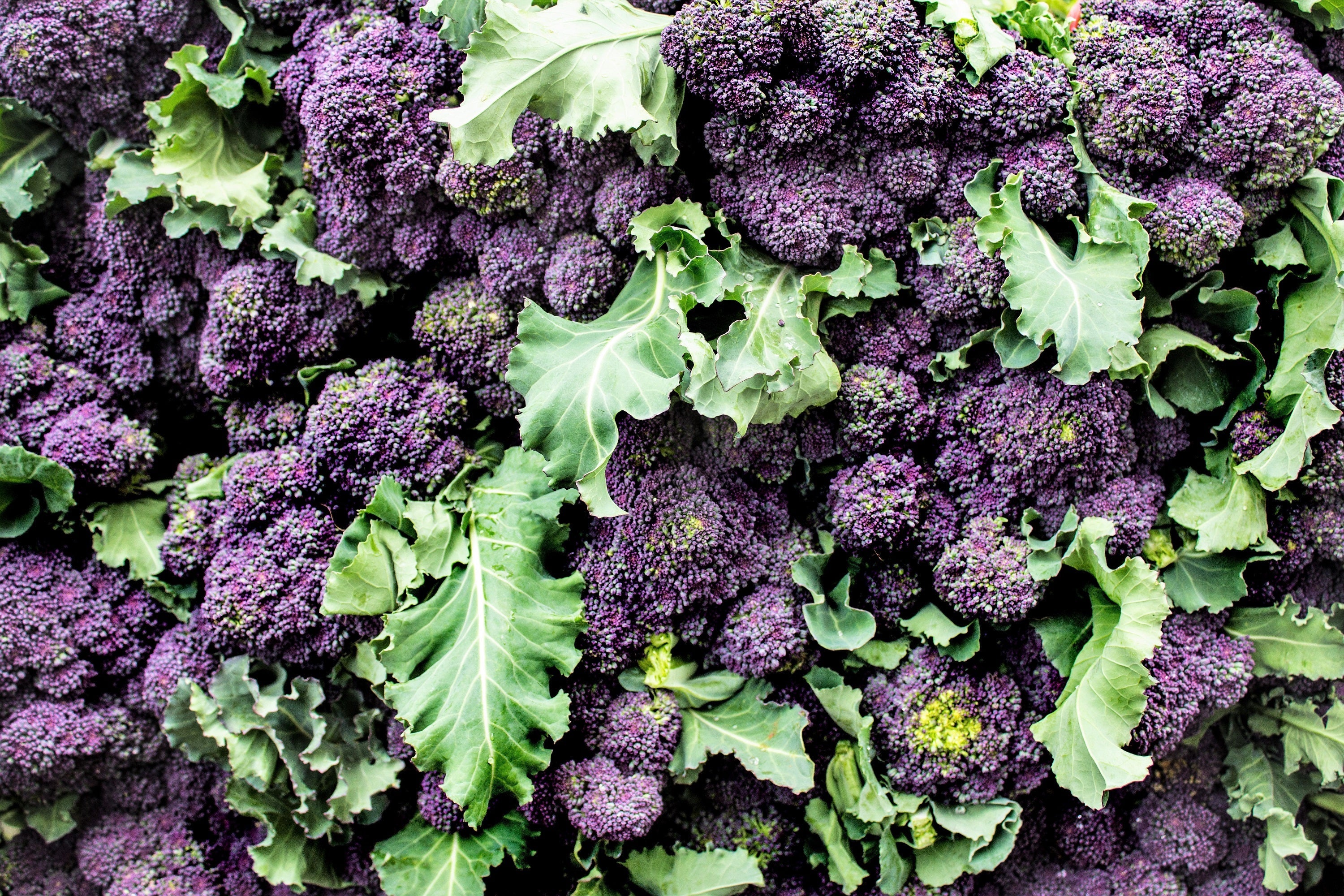200 PURPLE SPROUTING BROCCOLI Brassica Oleracea Vegetable Seeds - Image 6