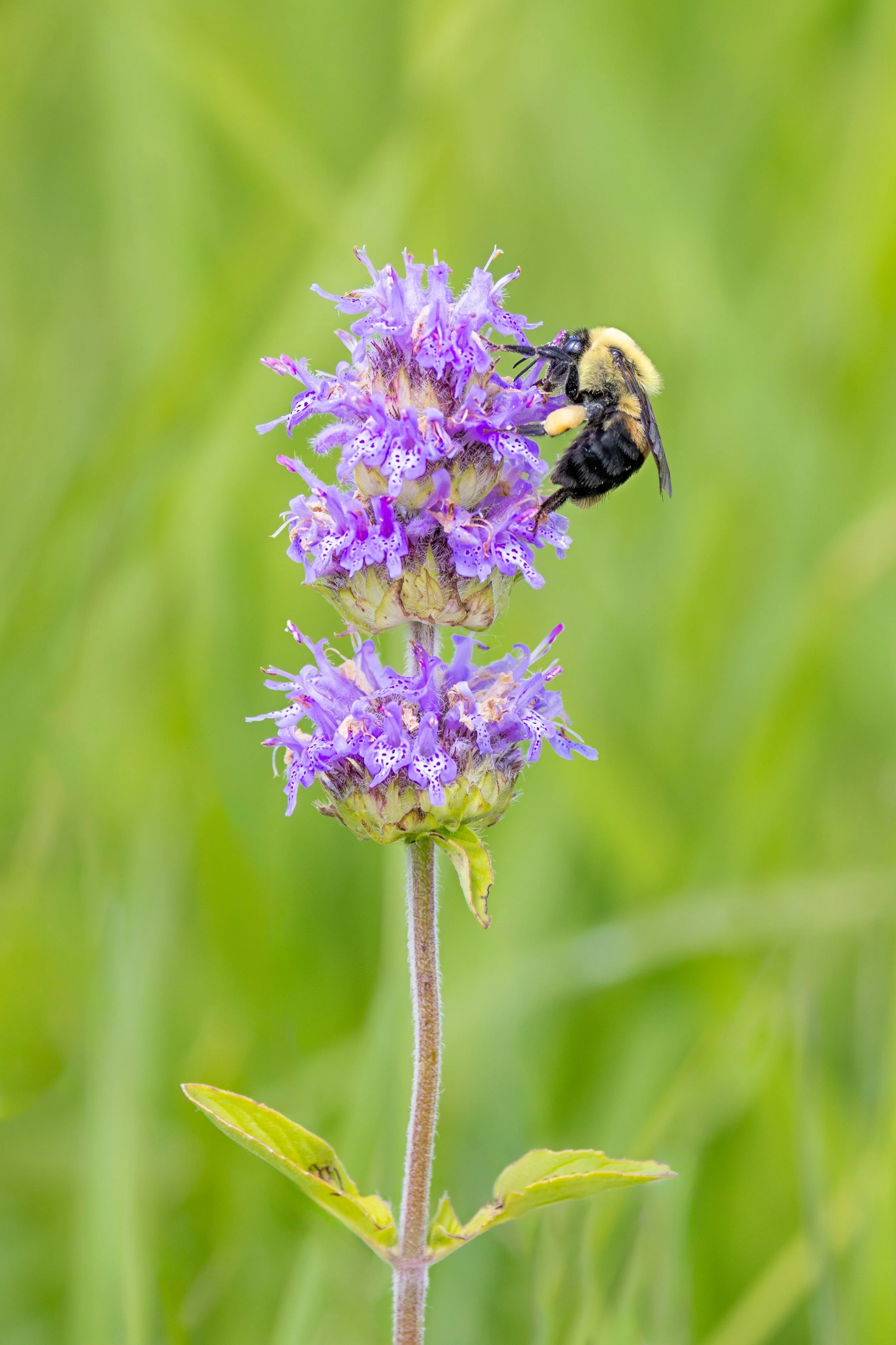 200 PURPLE WOOD MINT Blephilia Ciliata Downy Pagoda Horsemint Herb Flower Seeds - Image 3