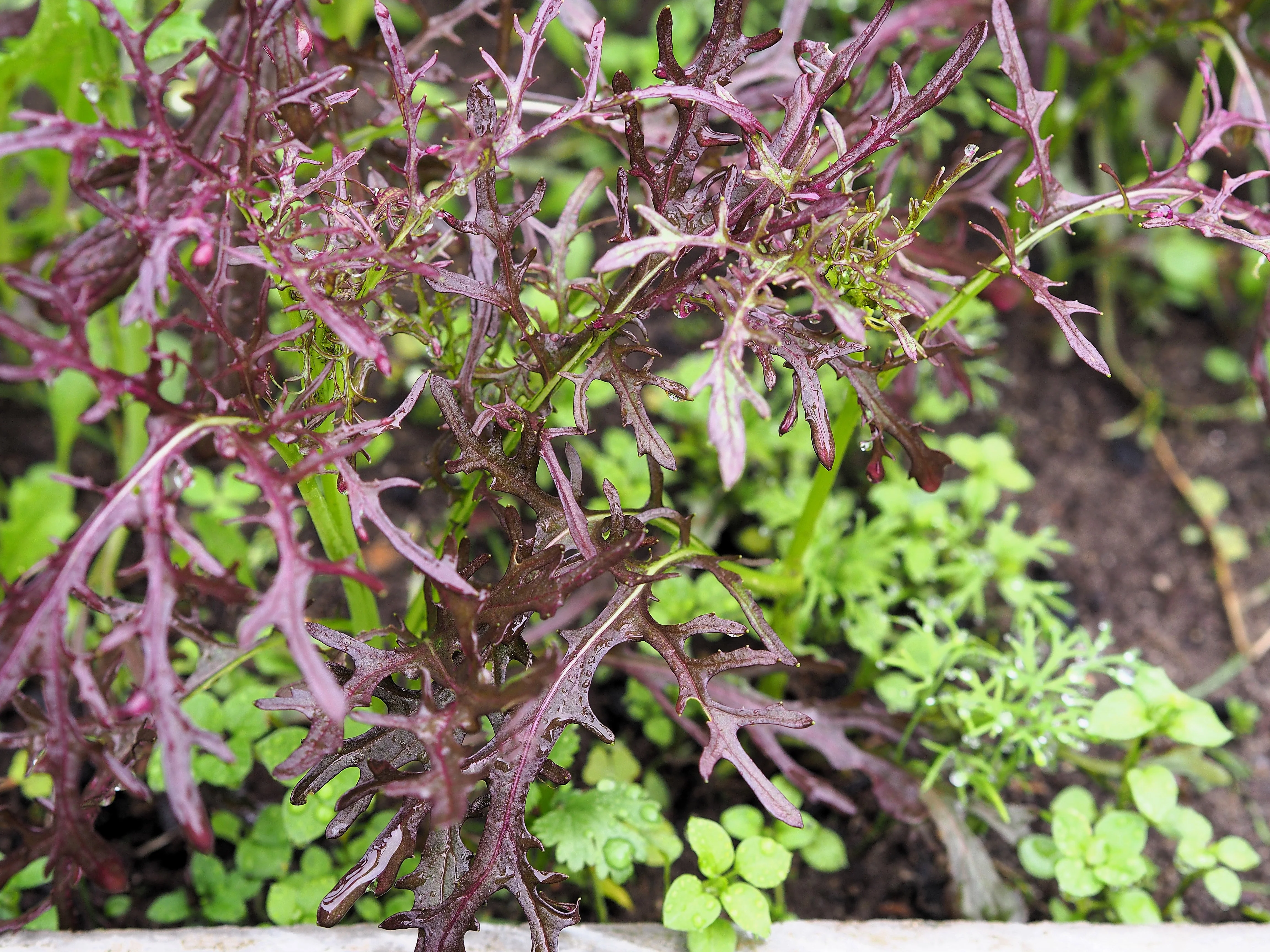 200 RED Streaked MIZUNA MUSTARD Japanese Greens Brassica Juncea Vegetable Seeds - Image 6