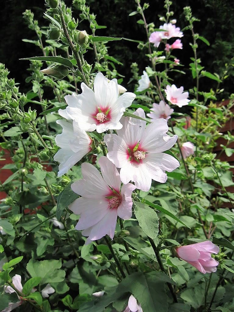 200 ROSE MALLOW MIX (Bush Mallow) Hibiscus Lavatera Trimestris Flower Seeds - Image 5