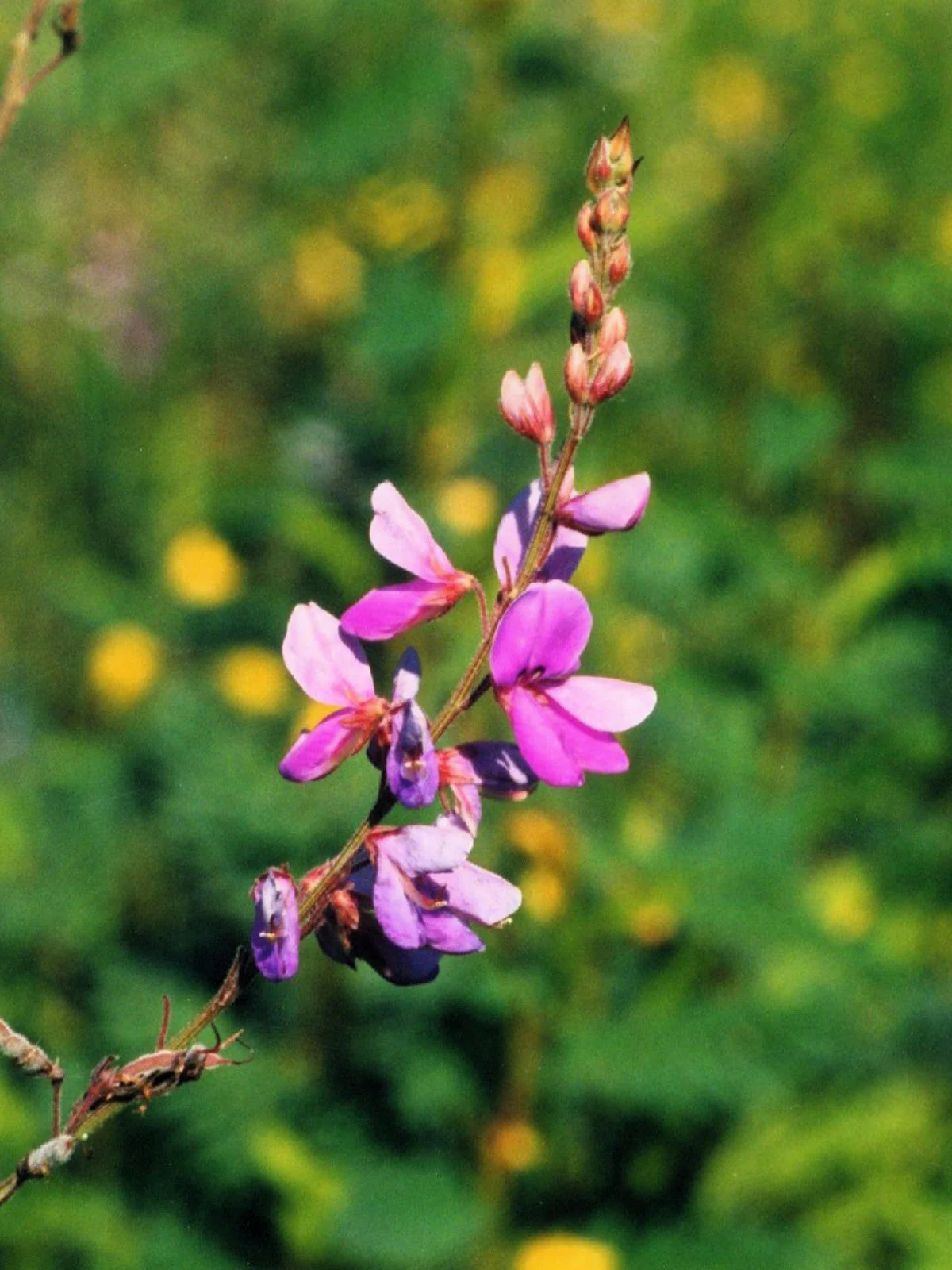 200 SHOWY PINK TREFOIL Stick Tights Desmodium Canadense Flower Seeds - Image 8