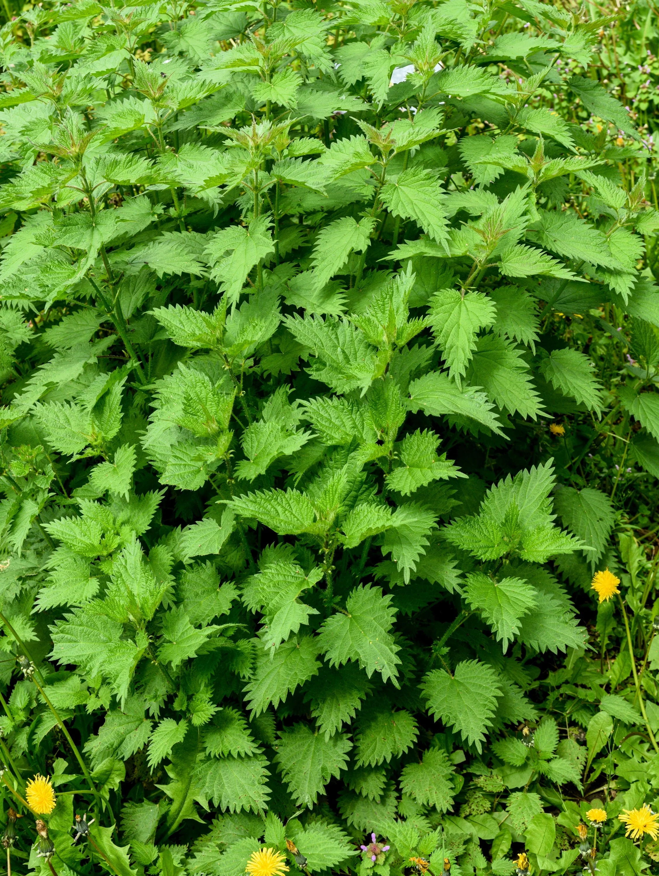 200 STINGING NETTLE Urtica Dioica (aka Common, California, or Bull Nettle / Tread Softly) Flower Seeds - Image 4