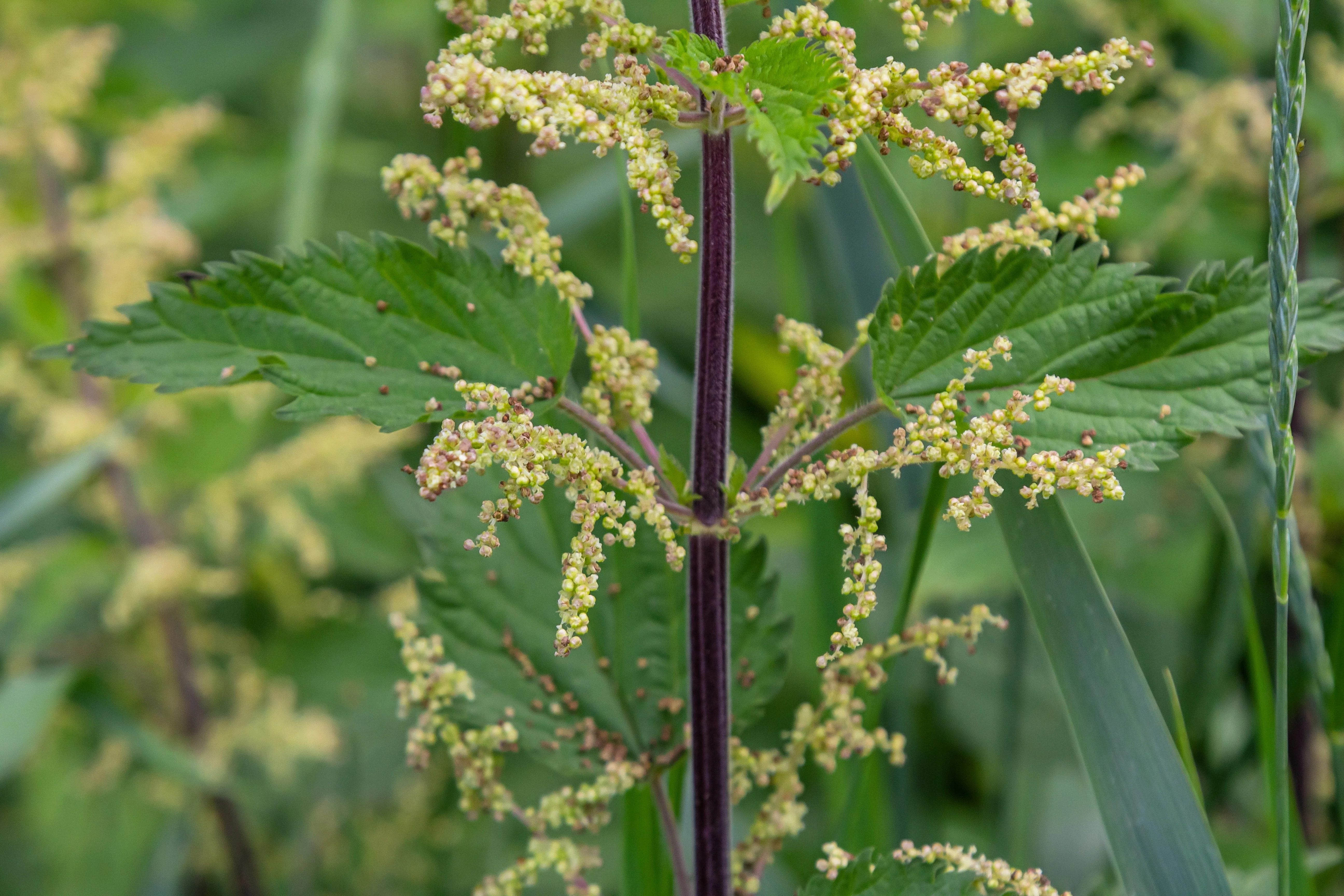 200 STINGING NETTLE Urtica Dioica (aka Common, California, or Bull Nettle / Tread Softly) Flower Seeds - Image 6