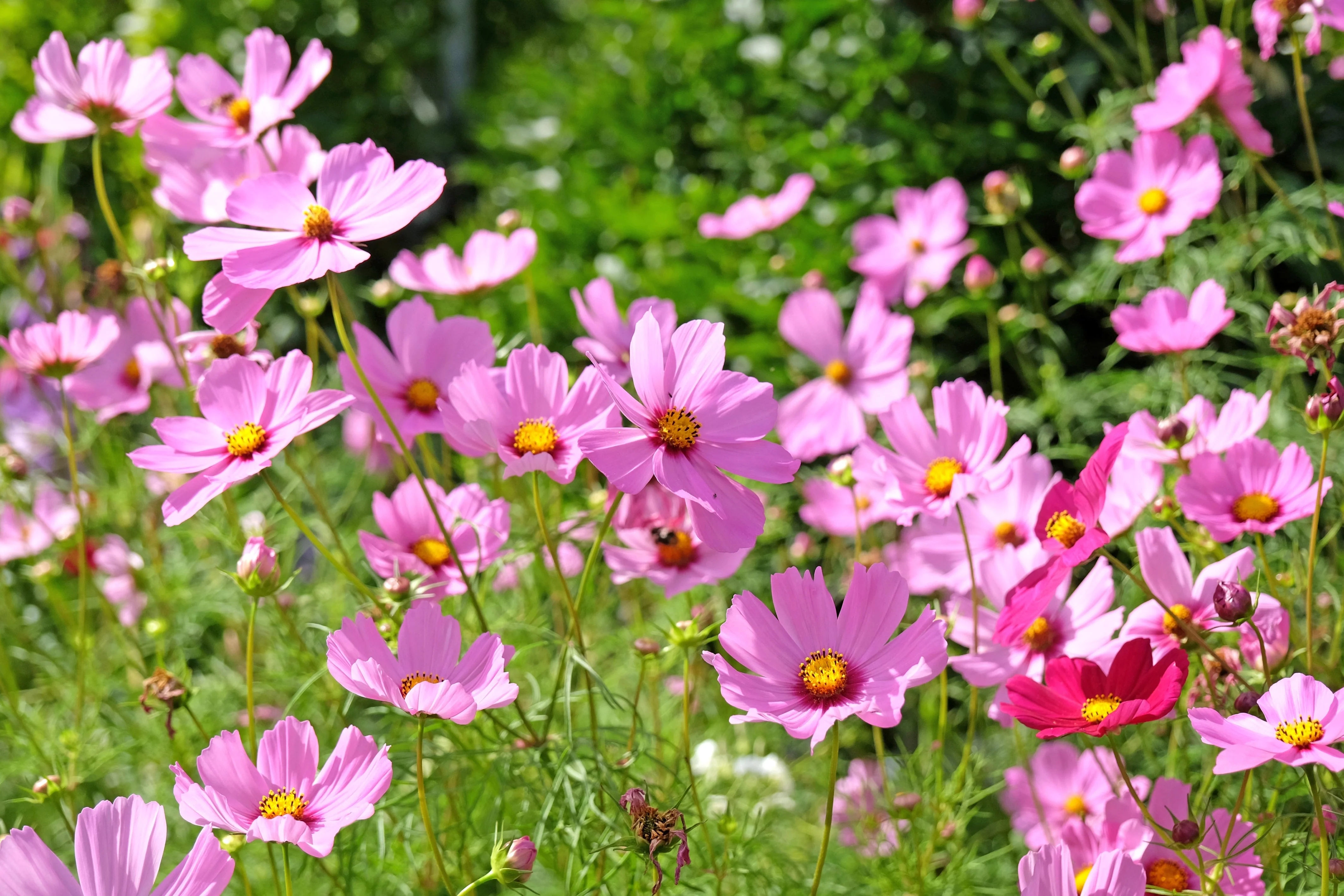 200 TALL PINK COSMOS Bipinnatus Flower Seeds - Image 4