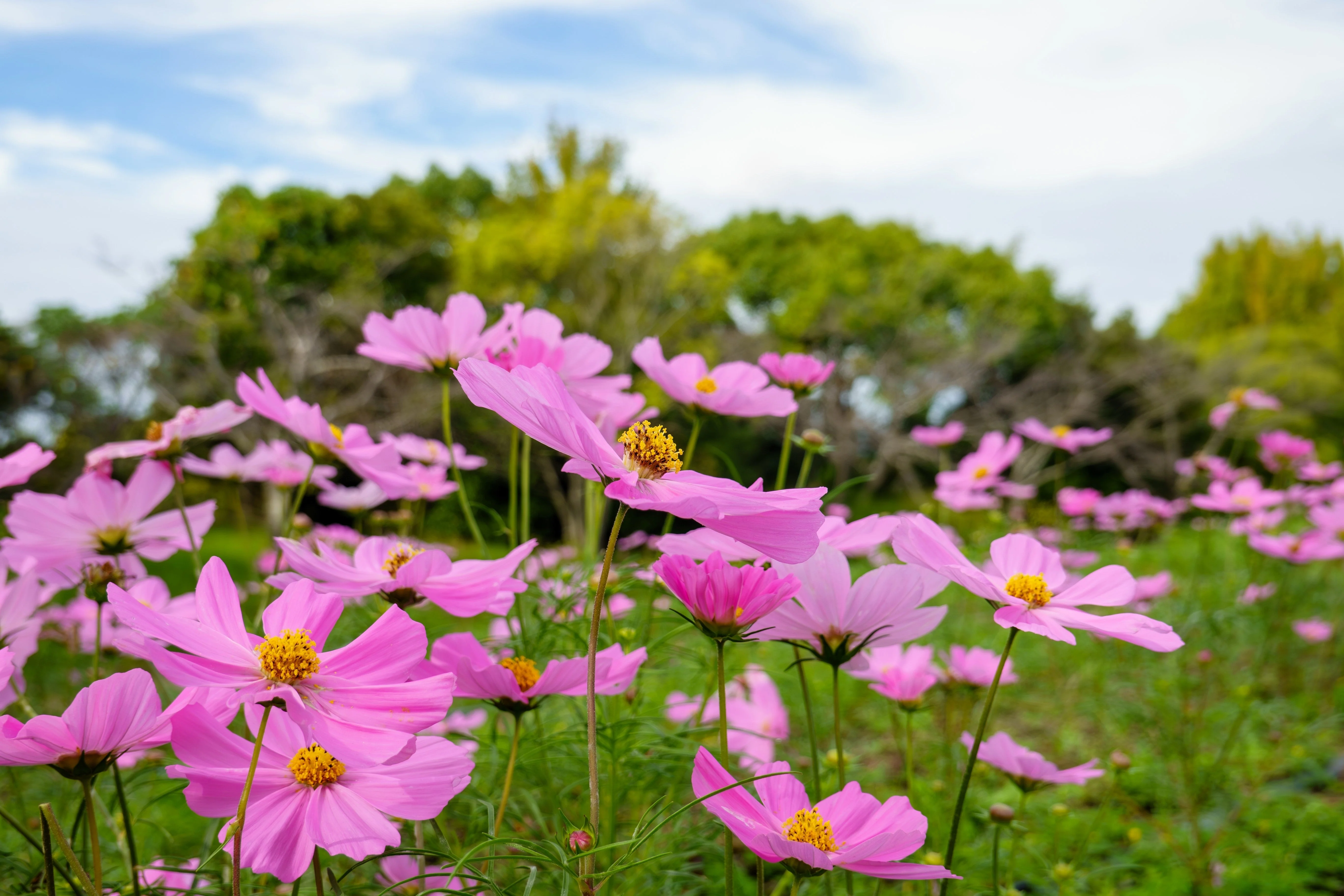 200 TALL PINK COSMOS Bipinnatus Flower Seeds - Image 8
