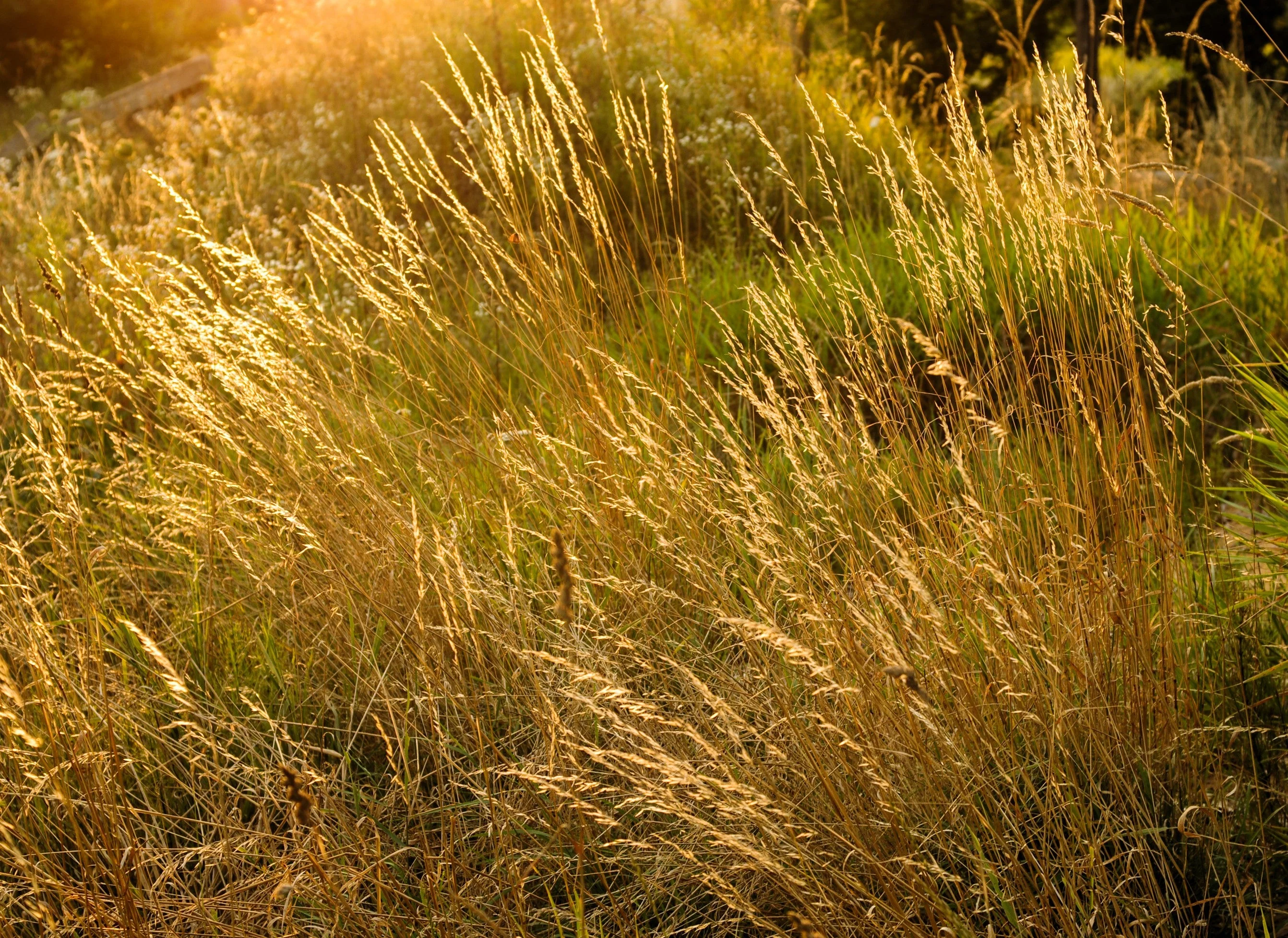 200 TUFTED HAIRGRASS Tussock Grass Deschampsia Cespitosa Moist Ornamental Native Seeds - Image 11