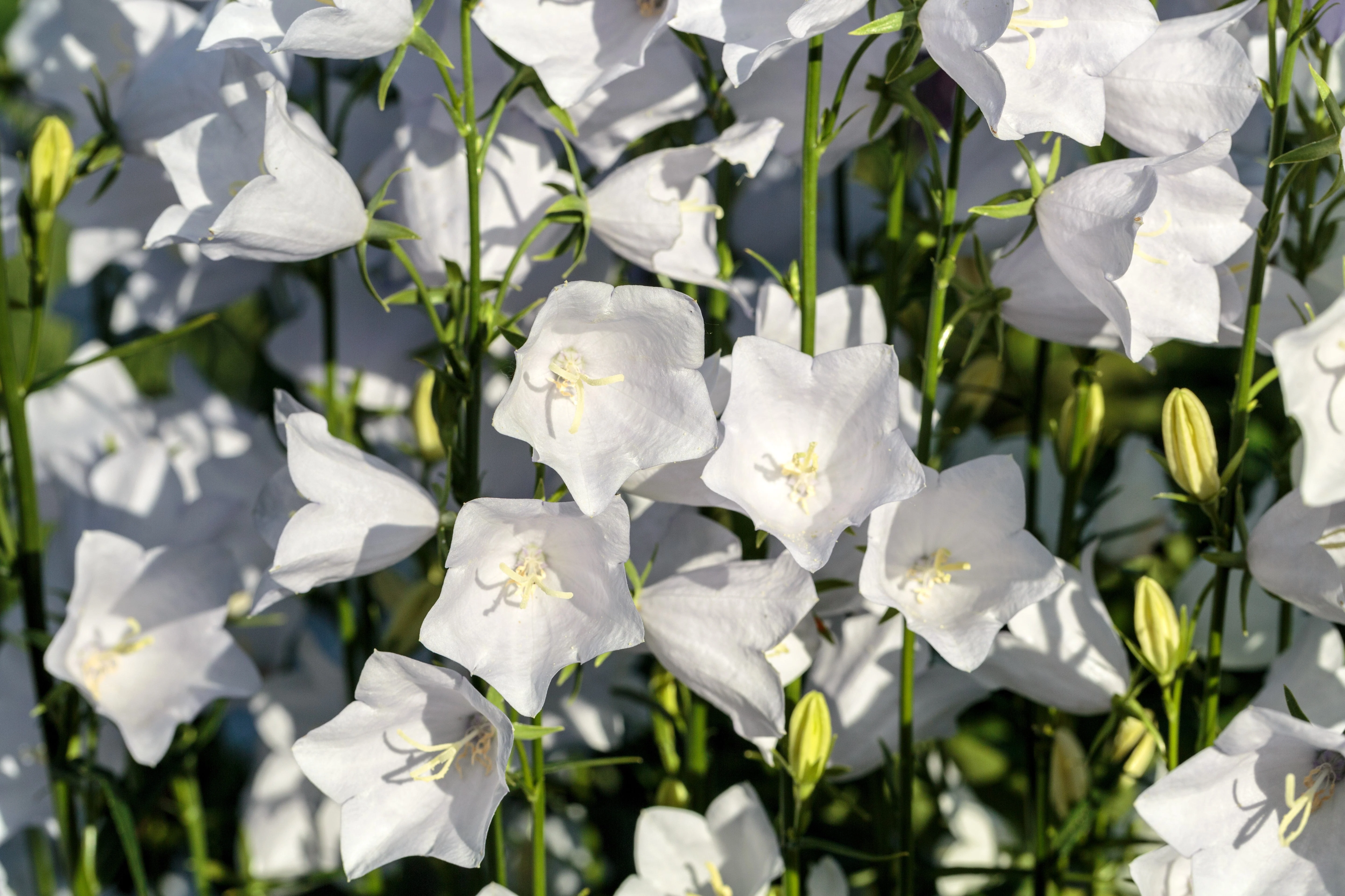200 White CANTERBURY BELLS - CAMPANULA Medium Flower Seeds - Image 7