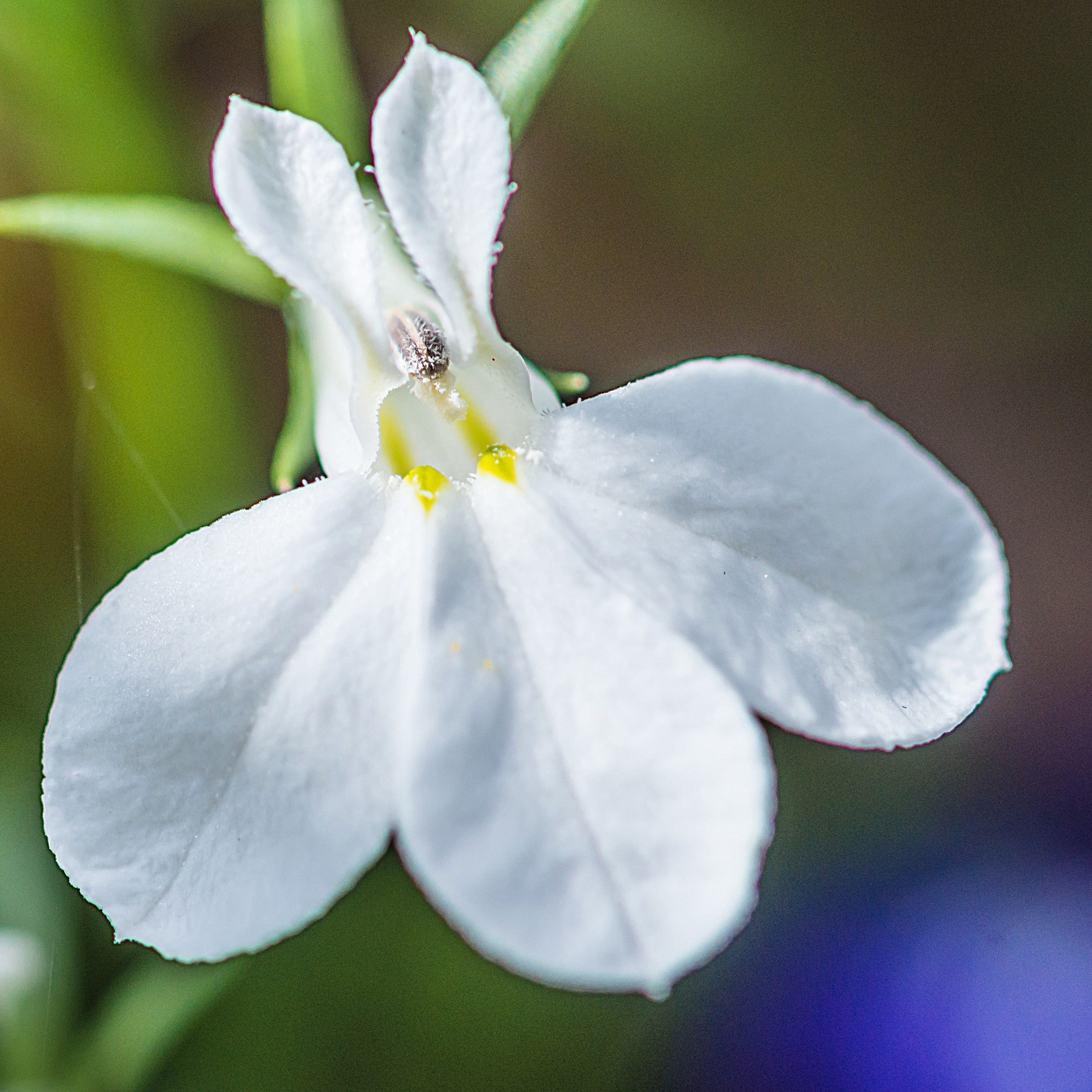 200 WHITE LOBELIA REGATTA Erinus Flower Seeds - Image 7
