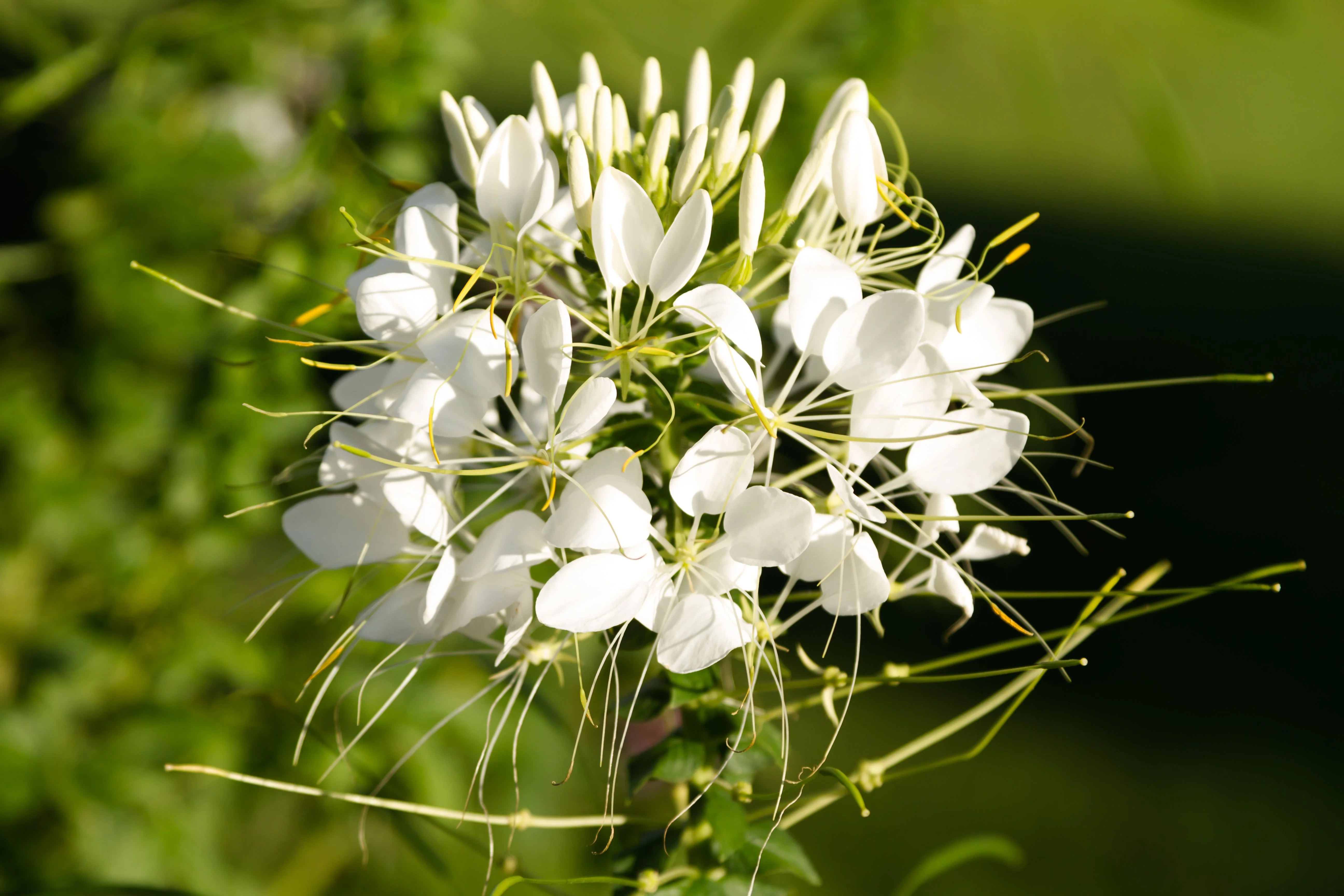 200 WHITE QUEEN CLEOME (Spider Flower) Cleome Hassleriana Cleome Spinosa Flower Seeds - Image 3