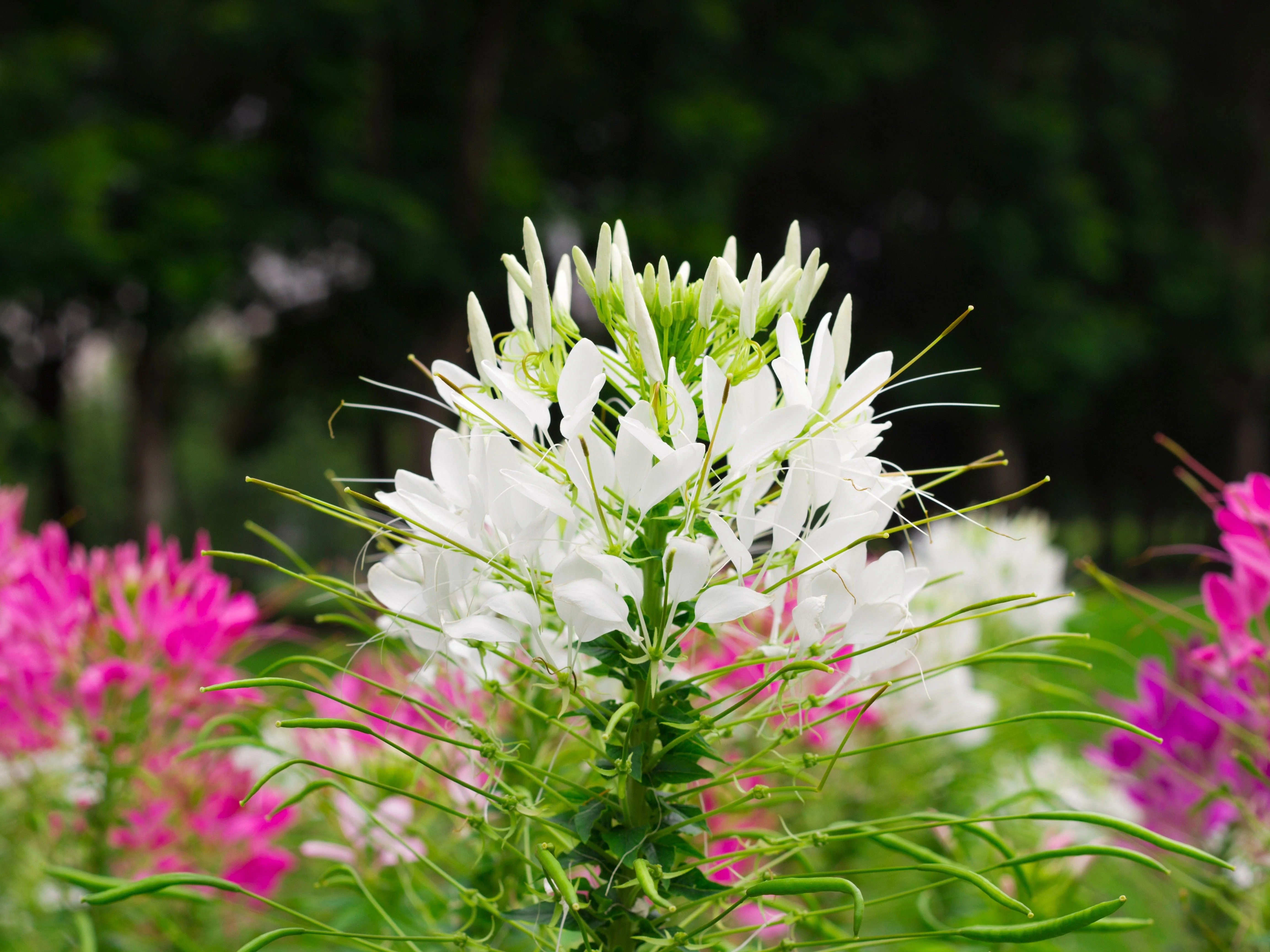 200 WHITE QUEEN CLEOME (Spider Flower) Cleome Hassleriana Cleome Spinosa Flower Seeds - Image 4