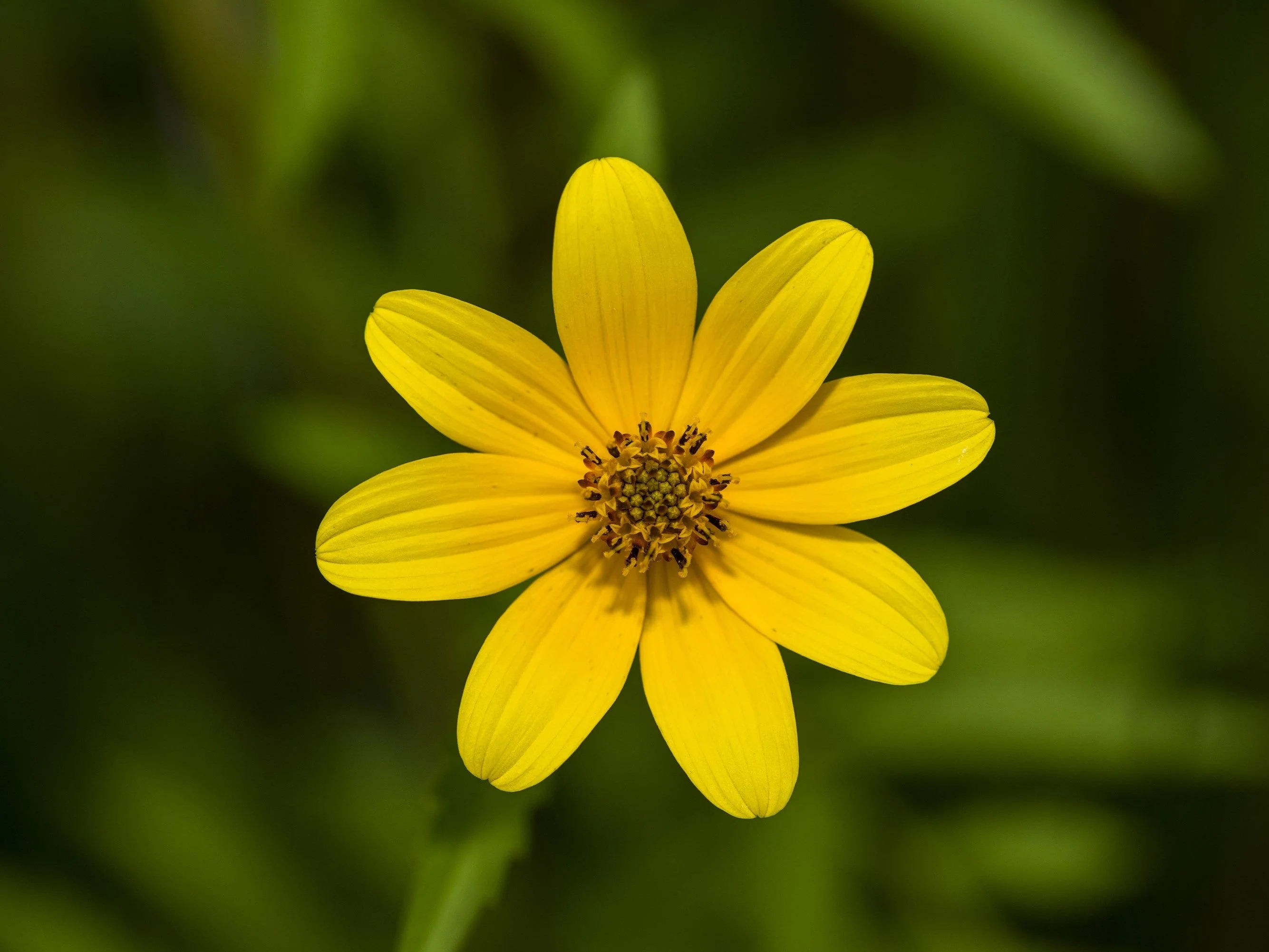 200 Yellow SWAMP MARIGOLD Bidens Aristosa Mutica Flower Seeds - Image 4