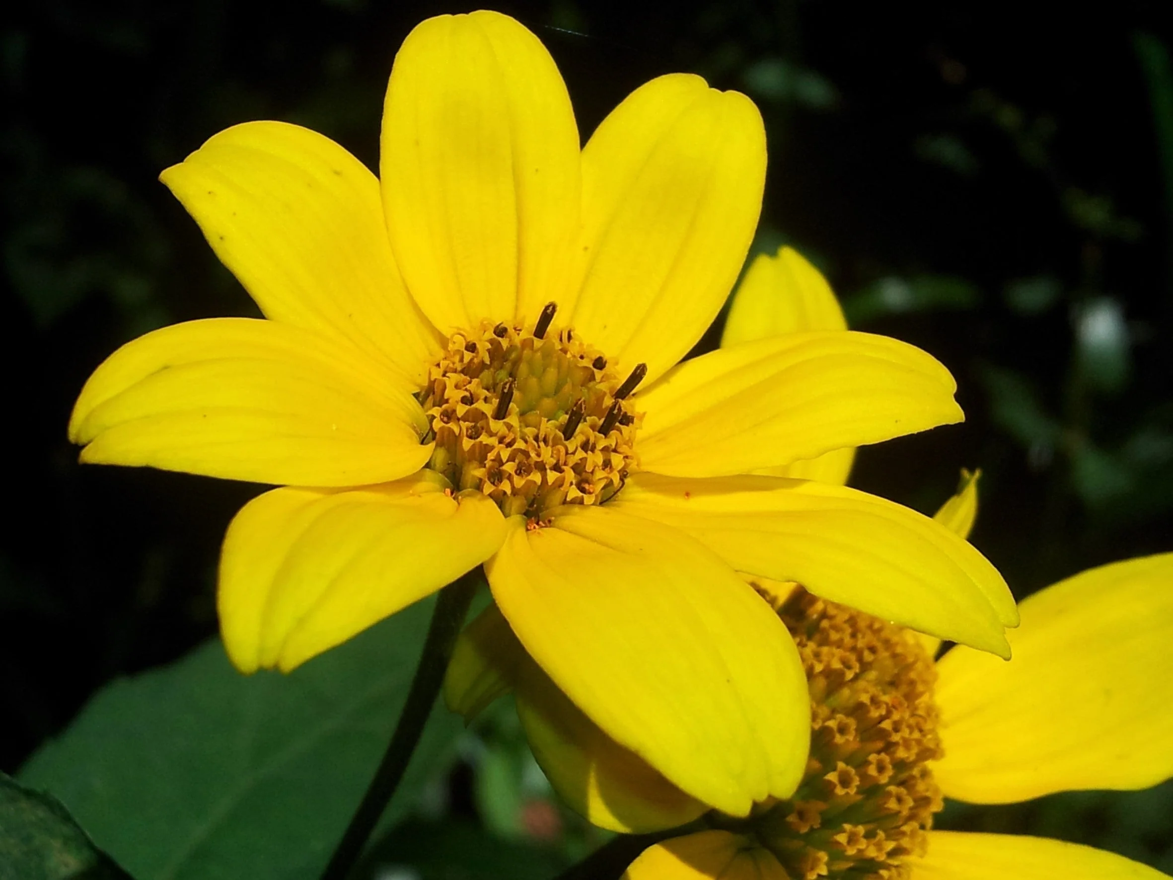 200 Yellow SWAMP MARIGOLD Bidens Aristosa Mutica Flower Seeds - Image 5