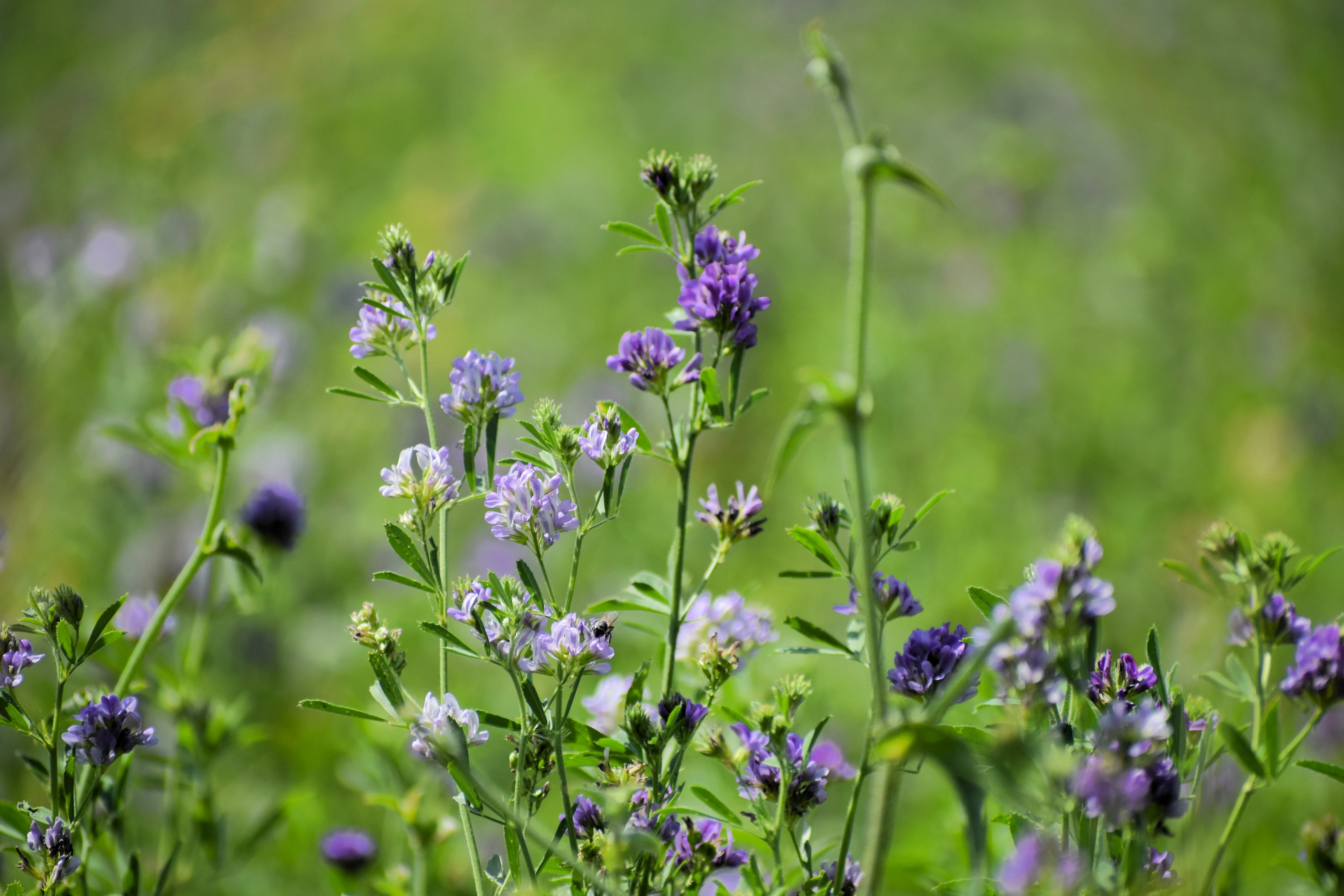 2000 ALFALFA Medicago Sativa Flower Plant Seeds - Image 8