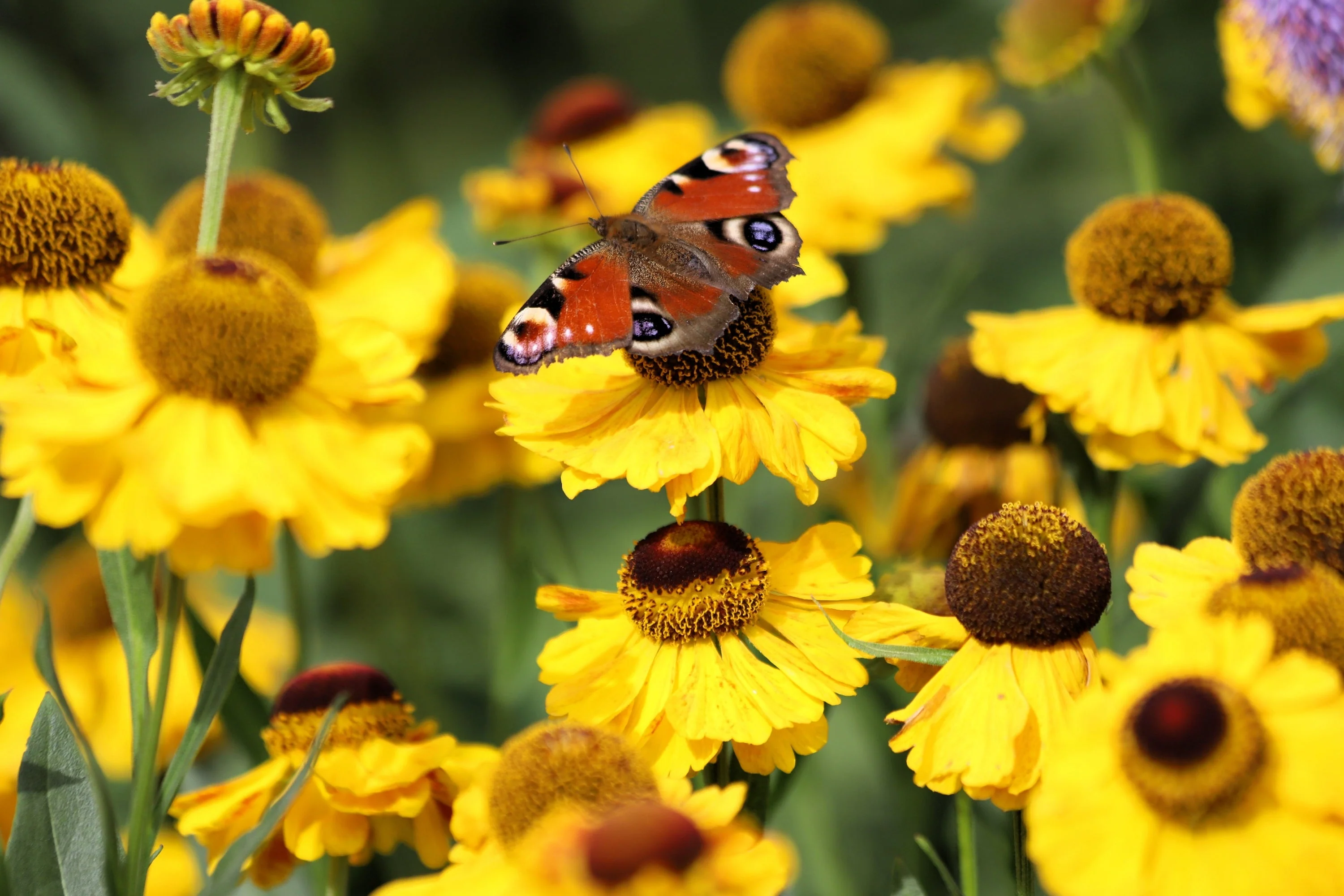 2000 AUTUMN SNEEZEWEED (Dogtooth Daisy / Helens Flower / Bittersweet) Helenium Autumnale Flower Seeds - Image 9