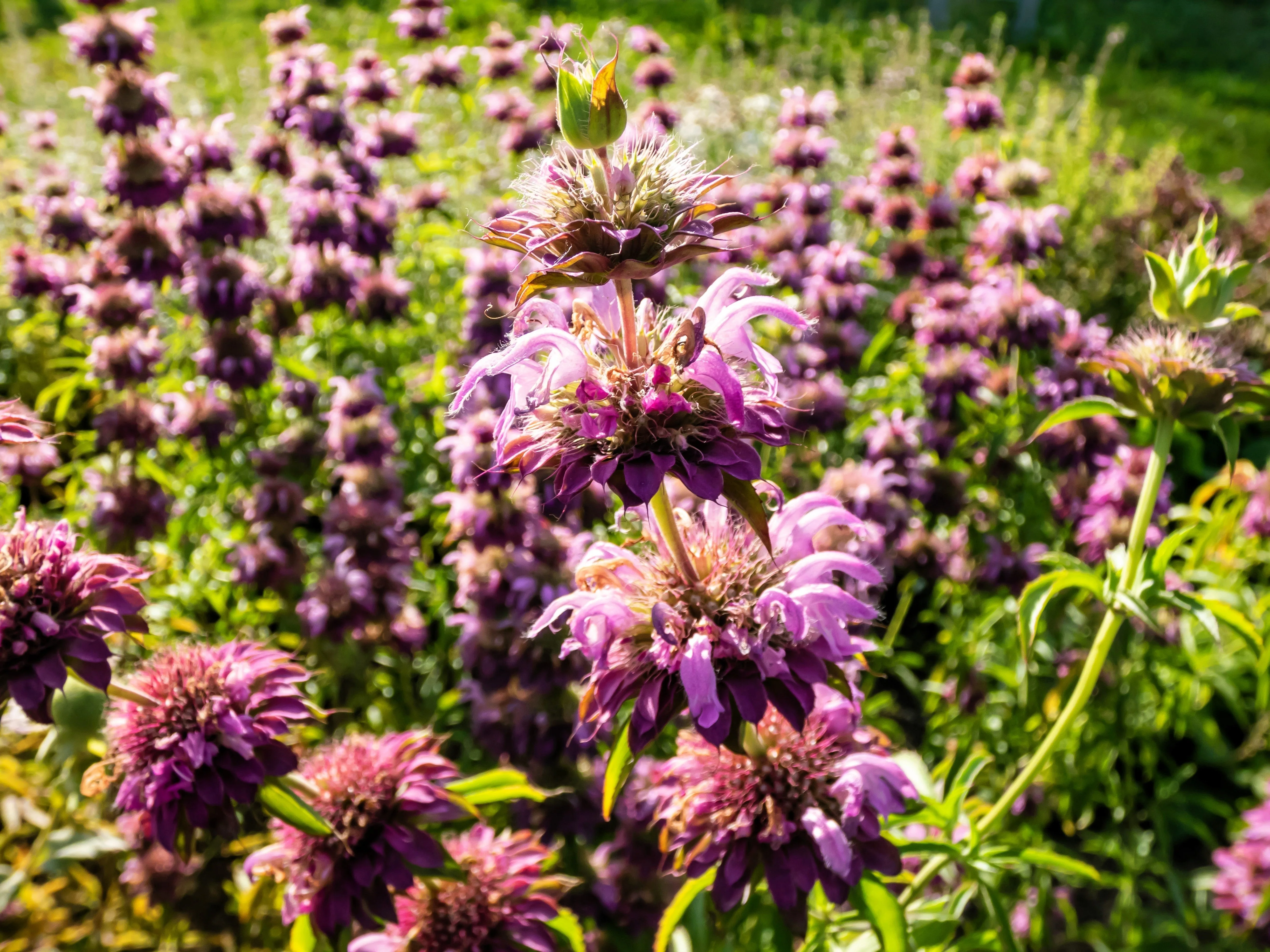 2000 BEE BALM Lemon MINT Monarda Citriodora Herb Purple Flower Seeds - Image 7