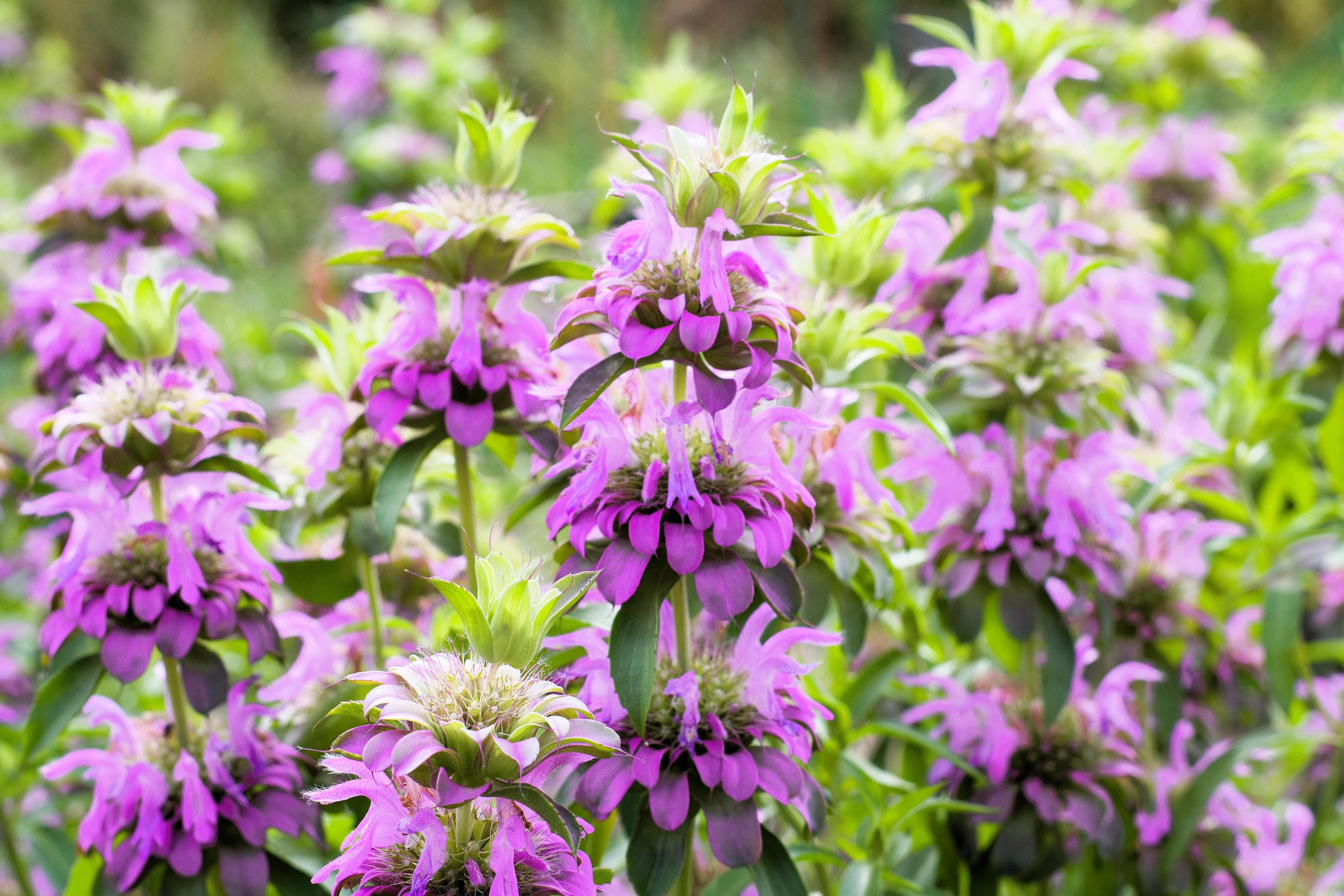 2000 BEE BALM Lemon MINT Monarda Citriodora Herb Purple Flower Seeds - Image 9