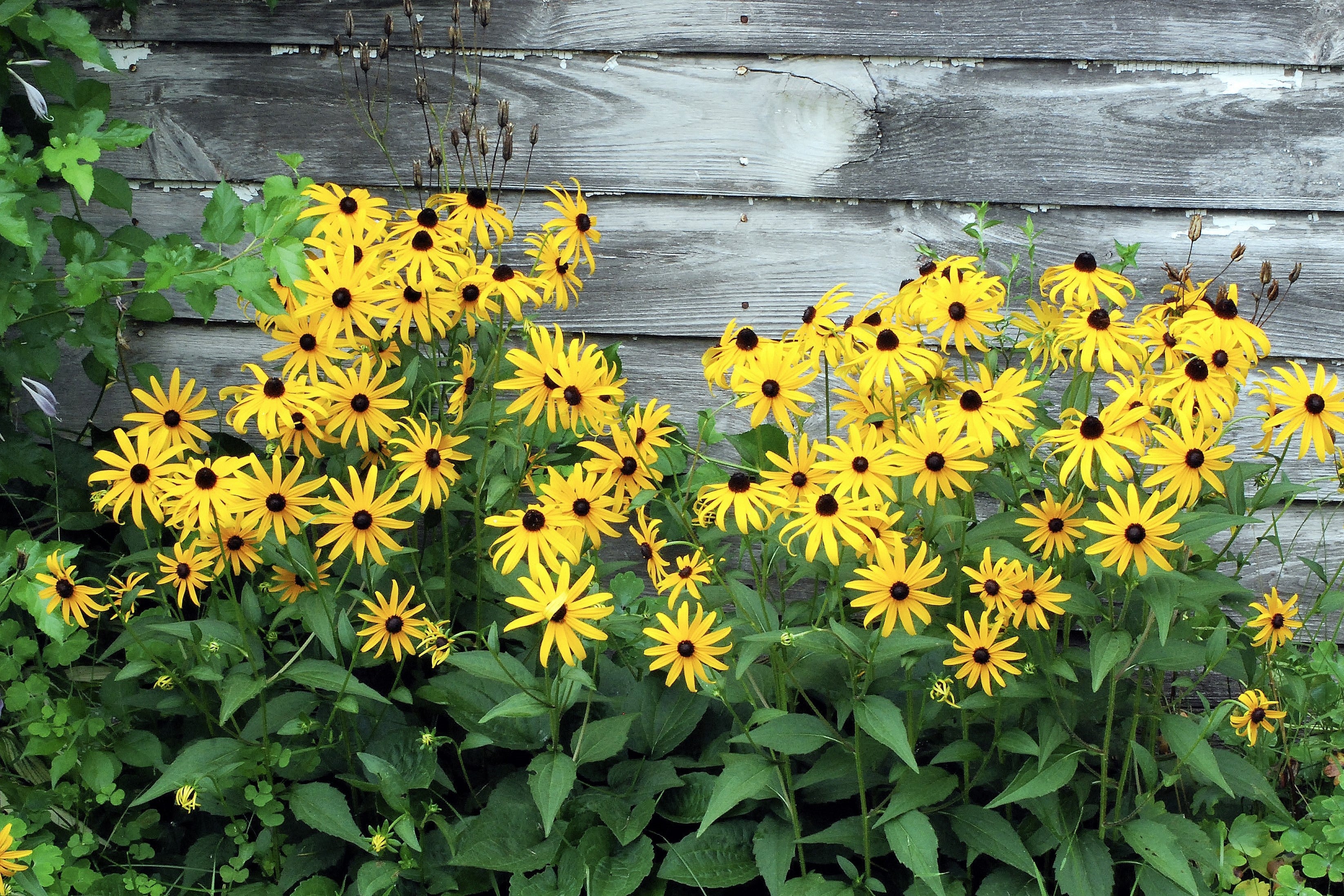 2000 BLACK EYED SUSAN Rudbeckia Hirta Yellow Heirloom Native Flower Seeds - Image 5