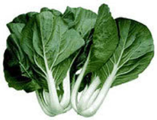 2000 CANTON PAK CHOI (Bok Choy / Chinese Cabbage) Brassica Rapa Chinensis Vegetable Seeds - Image 2