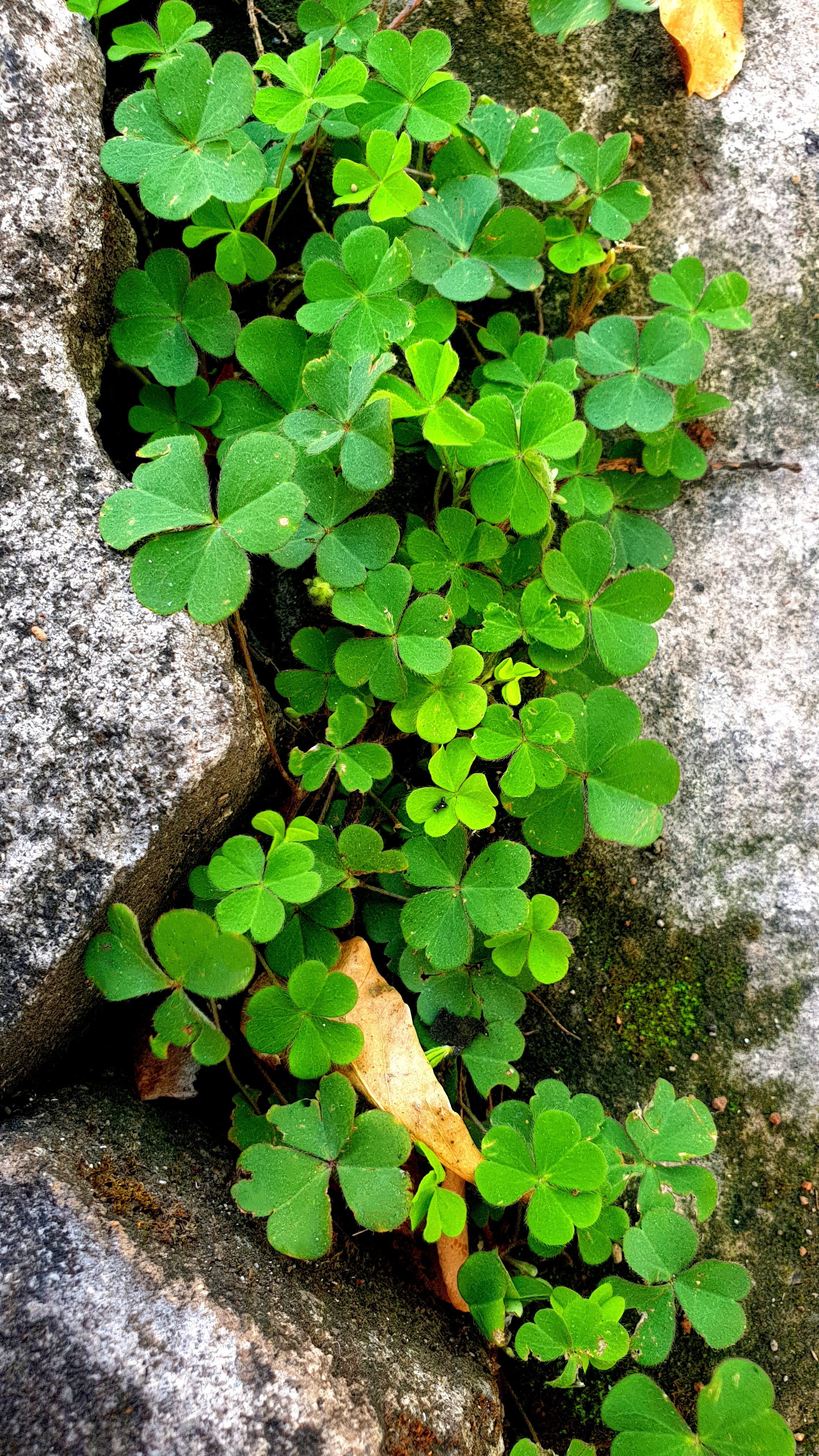 2000 MICROCLOVER Dwarf Miniature Trifolium Repens White Flower Clover Lawn Seeds - Image 10