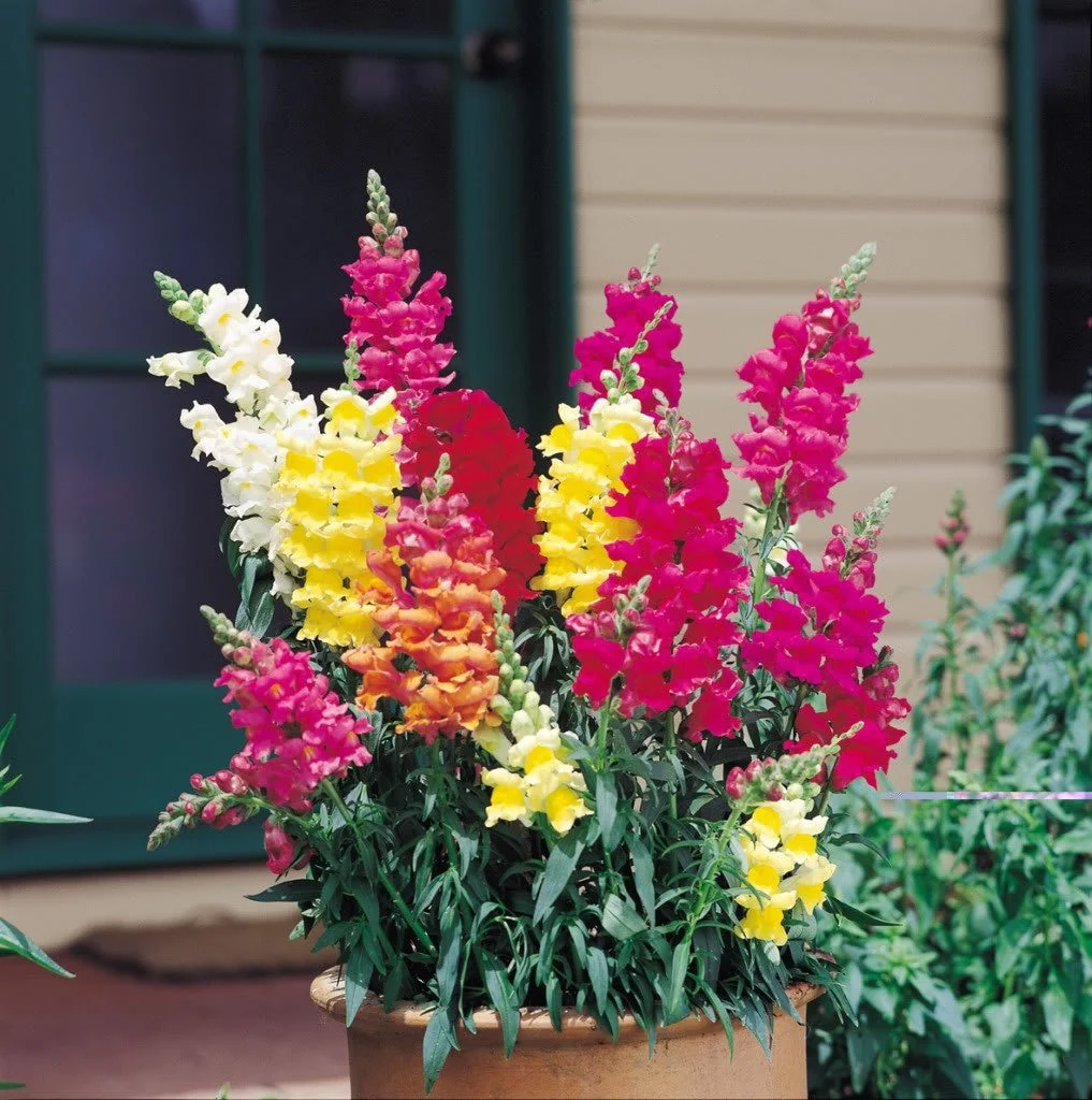 2000 NORTHERN LIGHTS Mix SNAPDRAGON Linaria Maroccana Flower Seeds - Image 3
