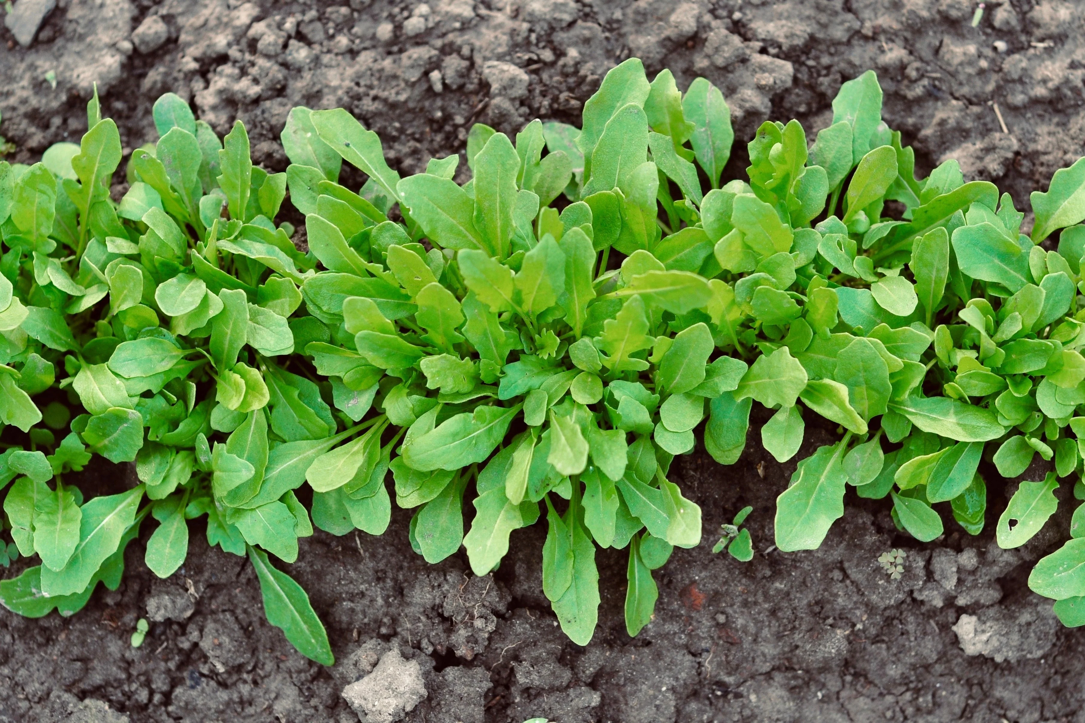 2000 ROQUETTE ARUGULA aka Rocket / Rucola / Rugula - Eruca Vesicaria Sativa Herb Vegetable Seeds - Image 4