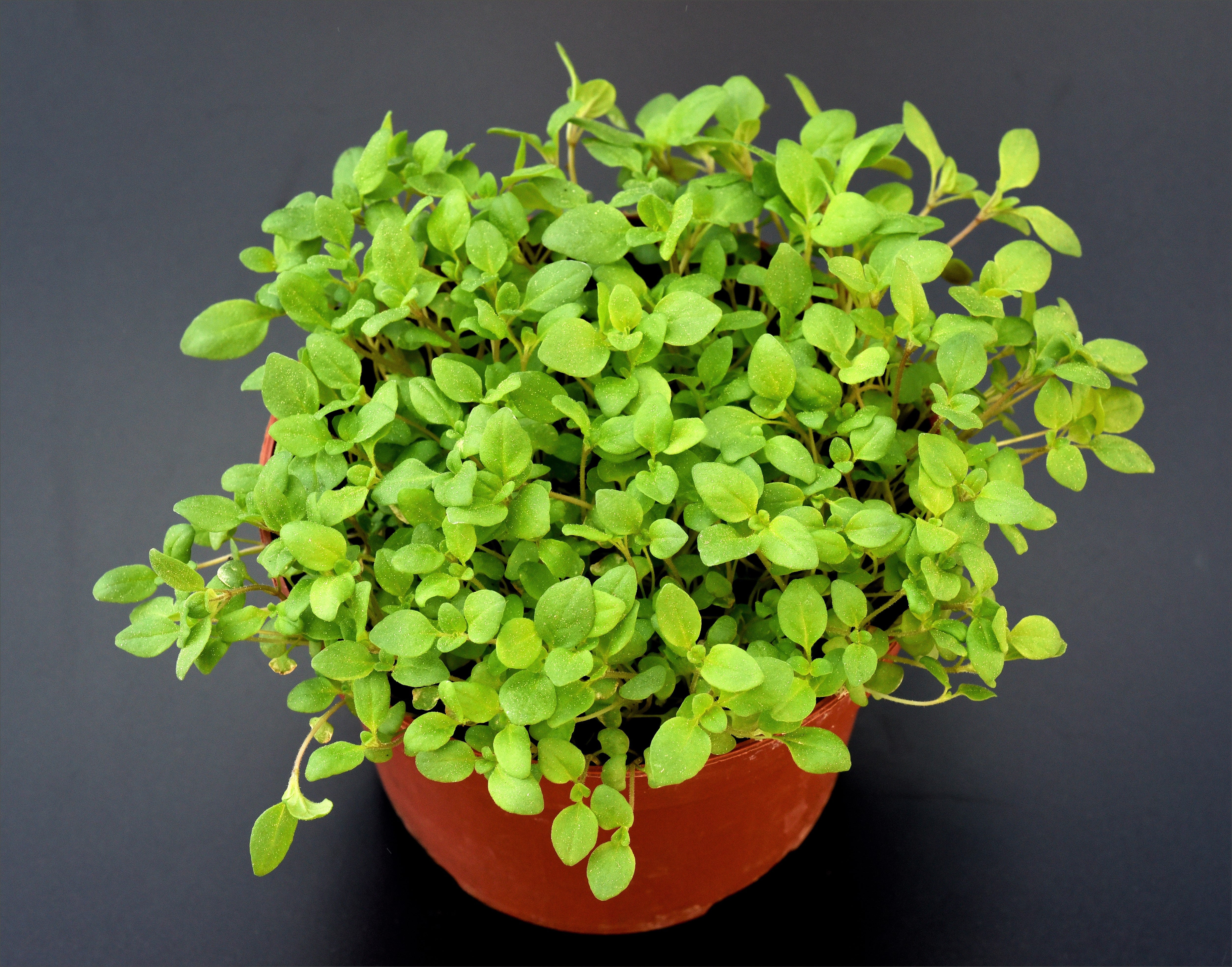 2000 SWEET MARJORAM Origanum Majorana Herb Flower Seeds - Image 13