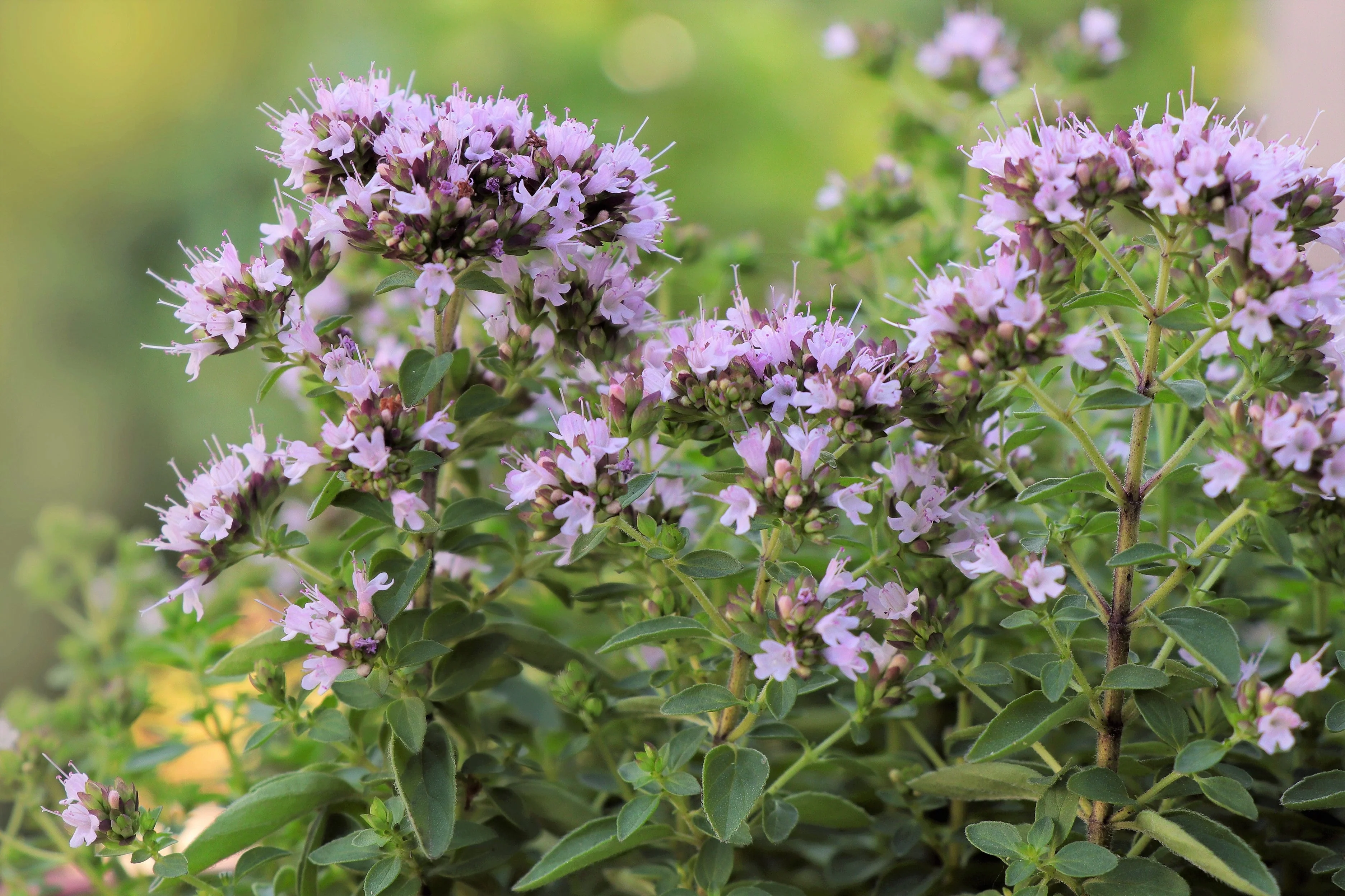2000 SWEET MARJORAM Origanum Majorana Herb Flower Seeds - Image 3