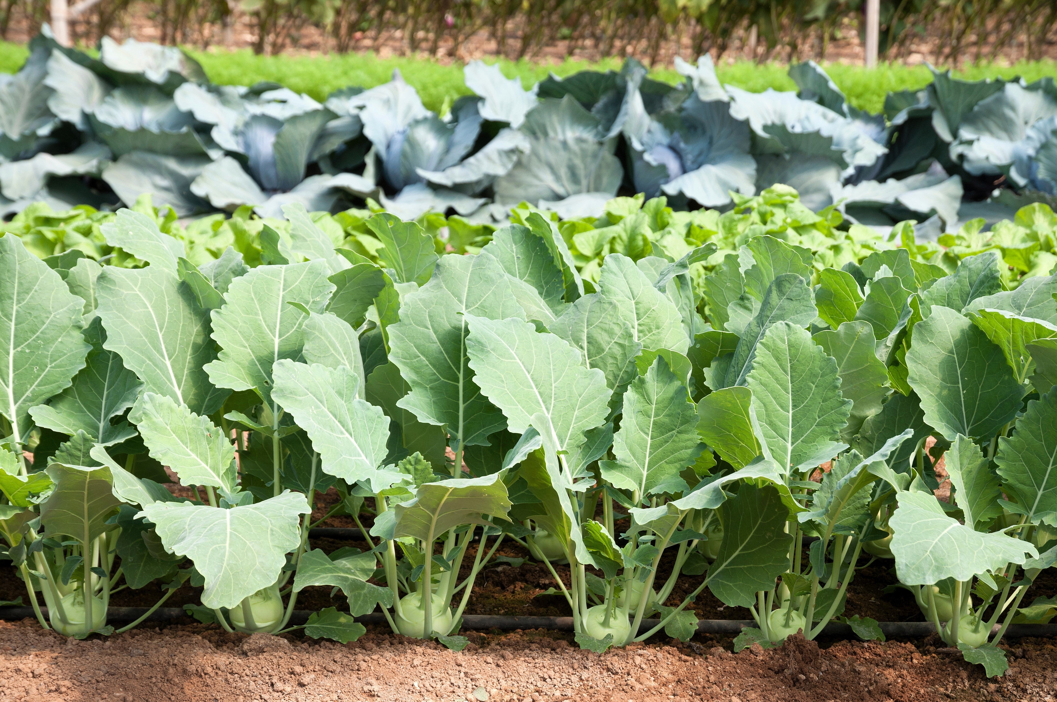 2000 WHITE VIENNA KOHLRABI German Turnip / Turnip Cabbage Brassica Oleracea Root & Leaf Vegetable Seeds - Image 4