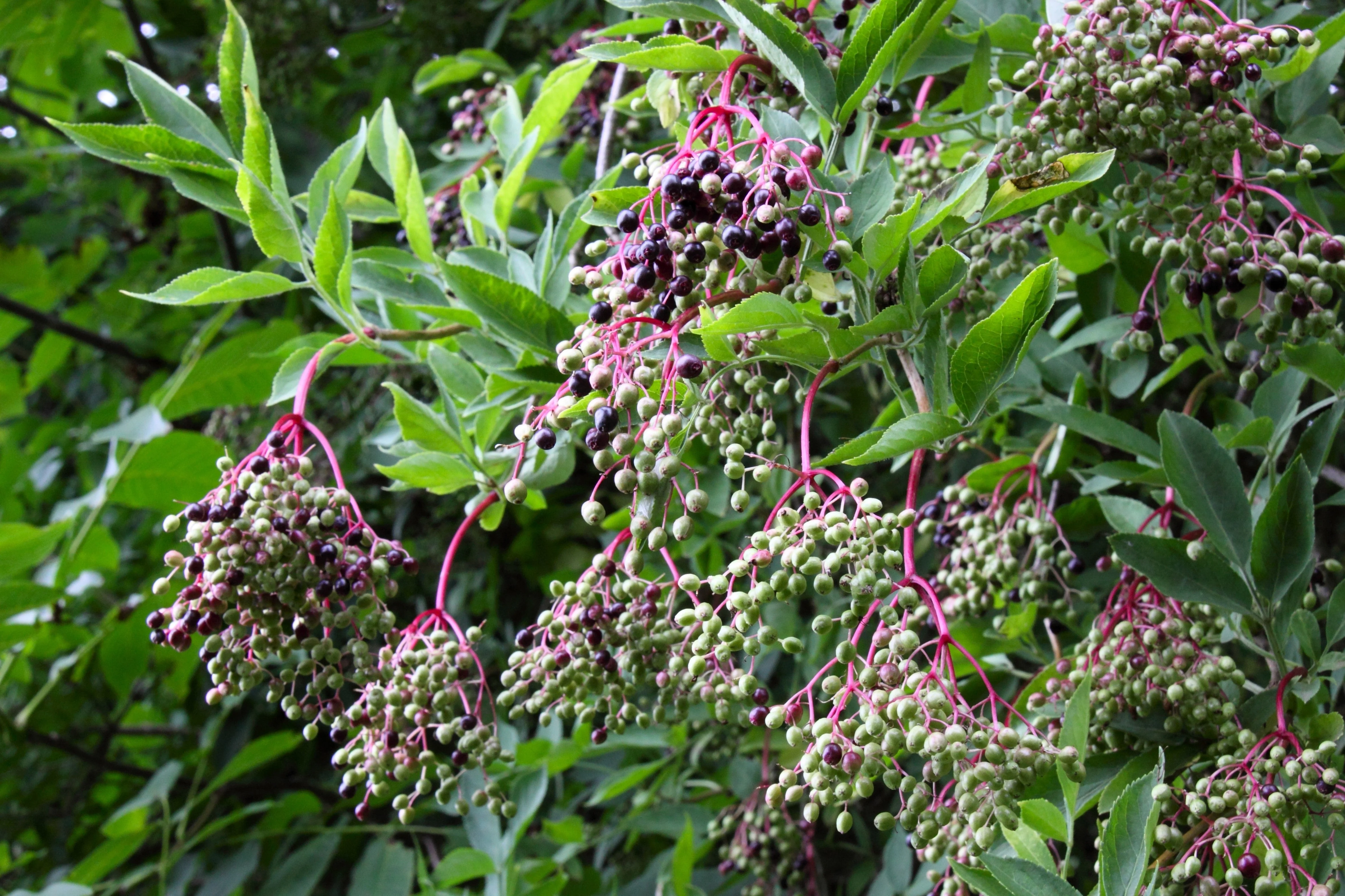 25 American ELDERBERRY FRUIT BUSH Shrub Tree Sambucus Nigra Canadensis Seeds - Image 10