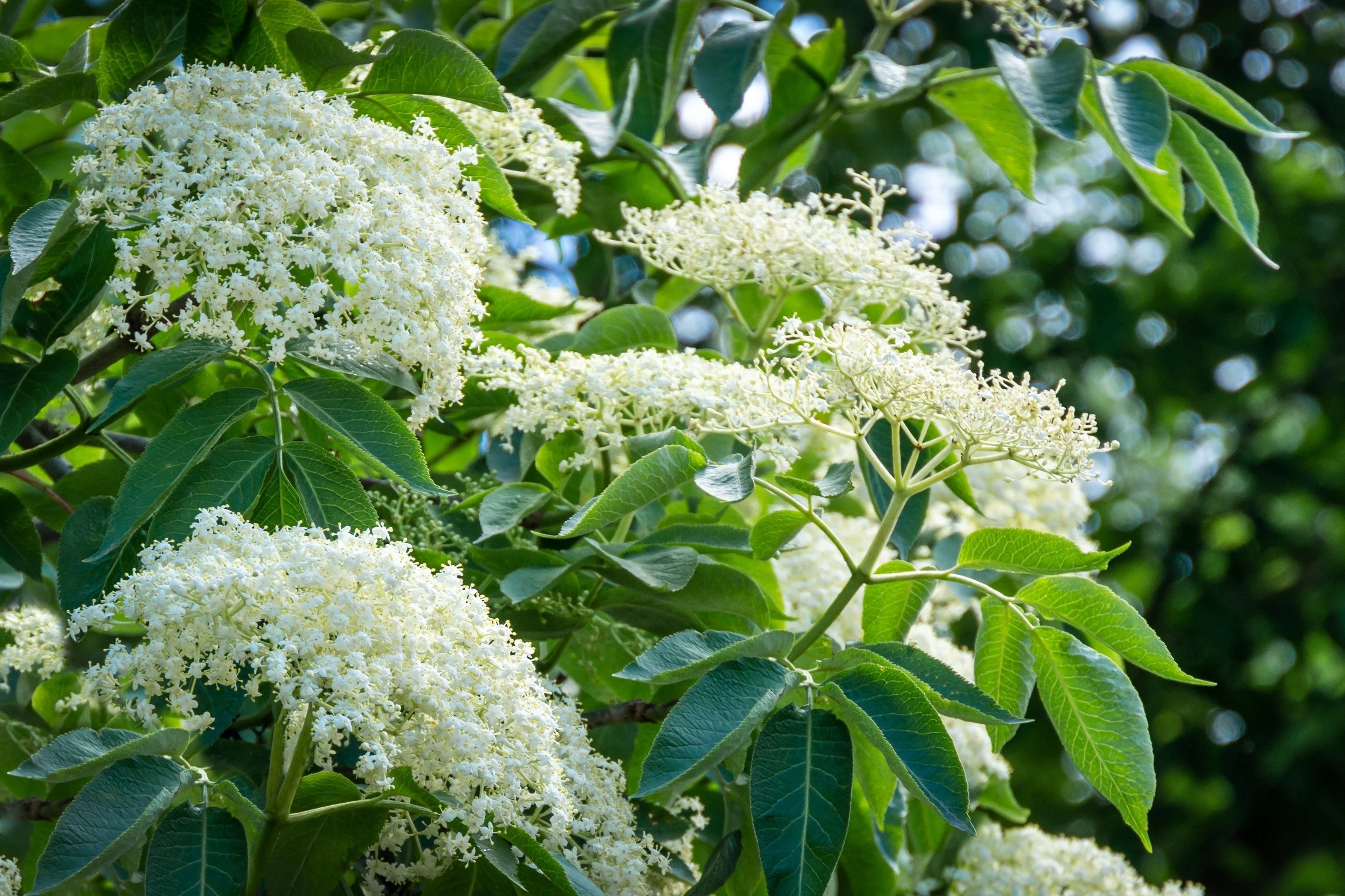 25 American ELDERBERRY FRUIT BUSH Shrub Tree Sambucus Nigra Canadensis Seeds - Image 7