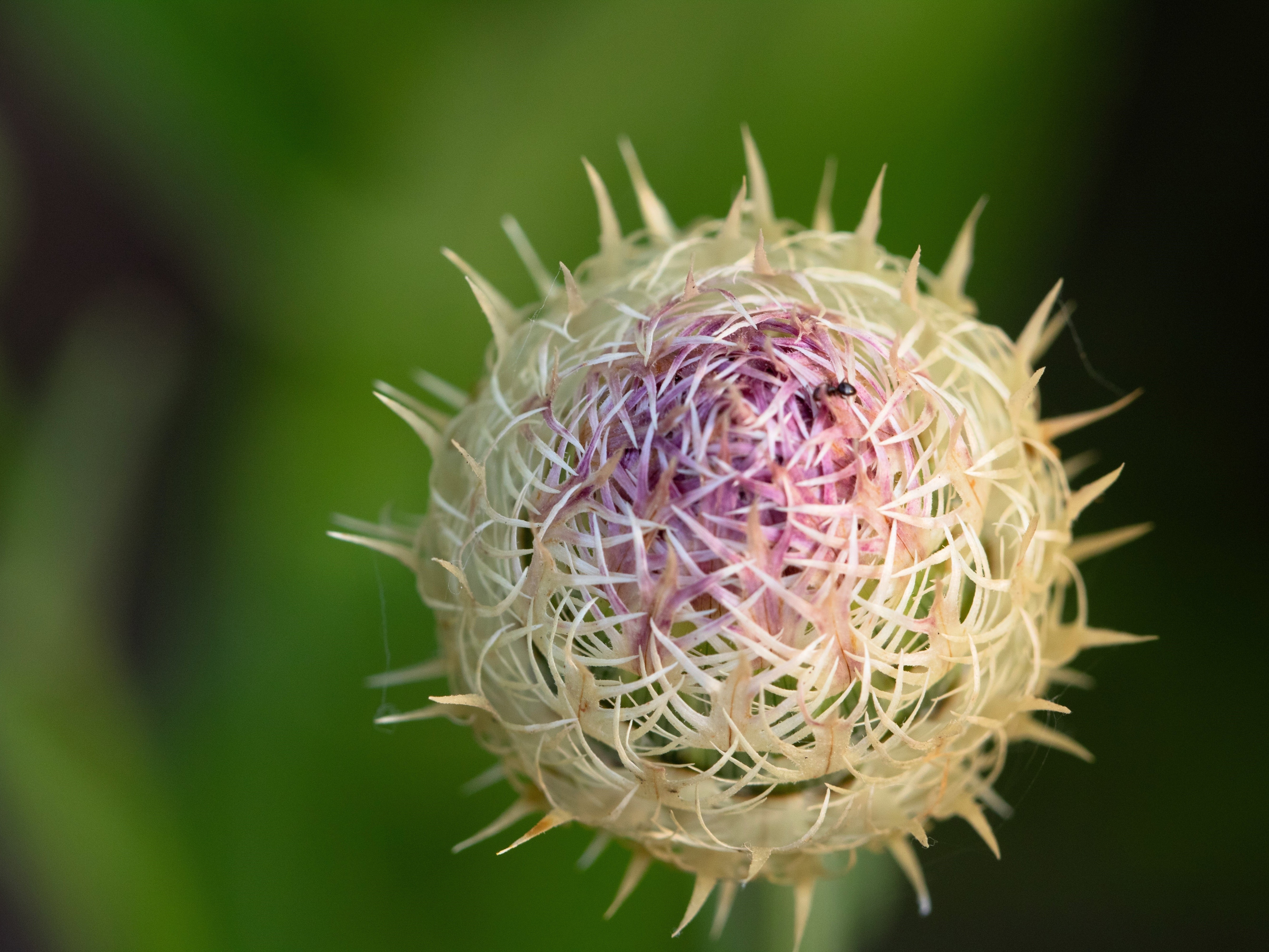 25 AMERICAN ROSE (Centaurea Aloha / American Starflower / American Basket Flower / America Starthistle) Centaurea Americana Flower Seeds - Image 2
