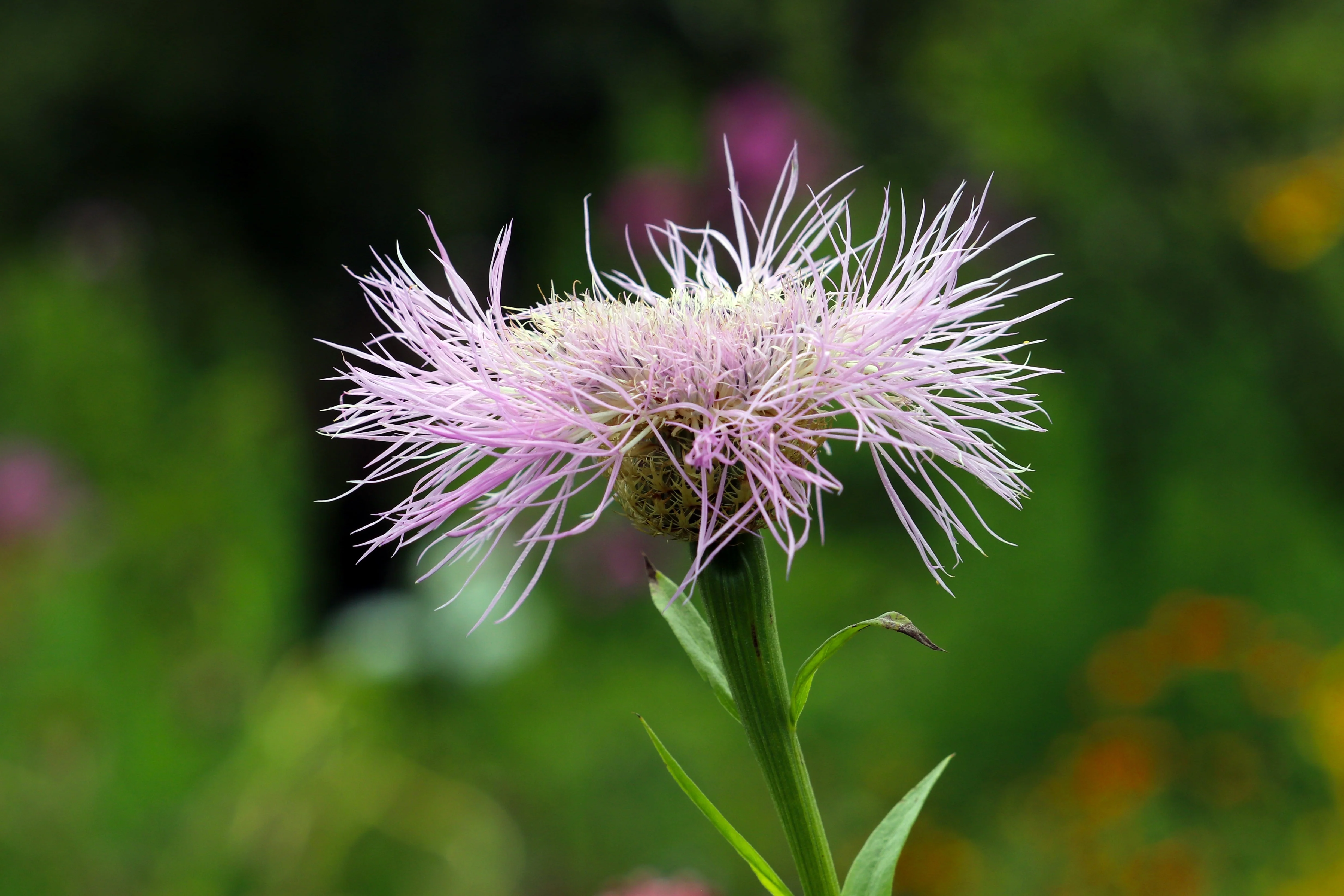 25 AMERICAN ROSE (Centaurea Aloha / American Starflower / American Basket Flower / America Starthistle) Centaurea Americana Flower Seeds - Image 5