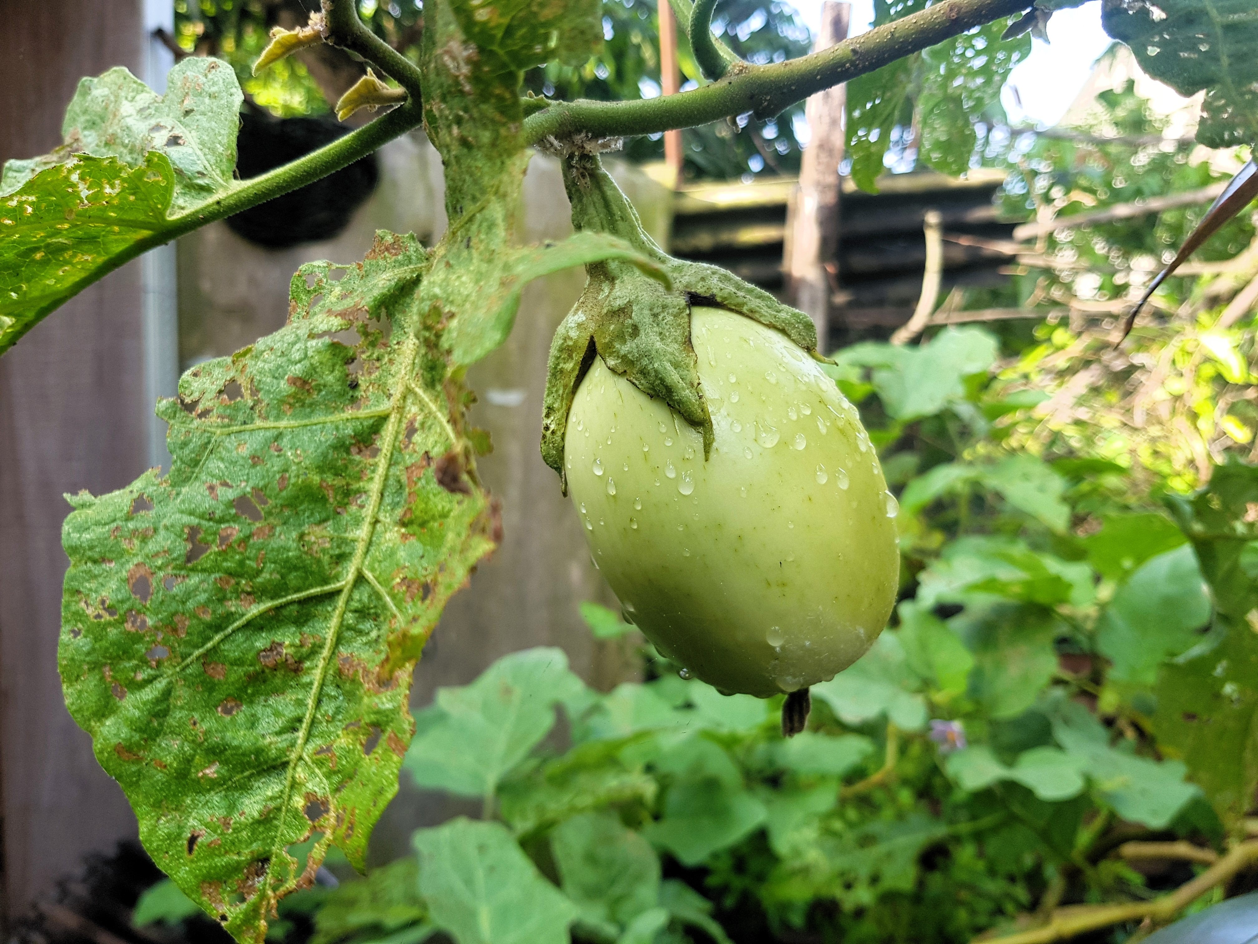 25 APPLEGREEN EGGPLANT Green Fruit / Vegetable Solanum Melongena Seeds - Image 3