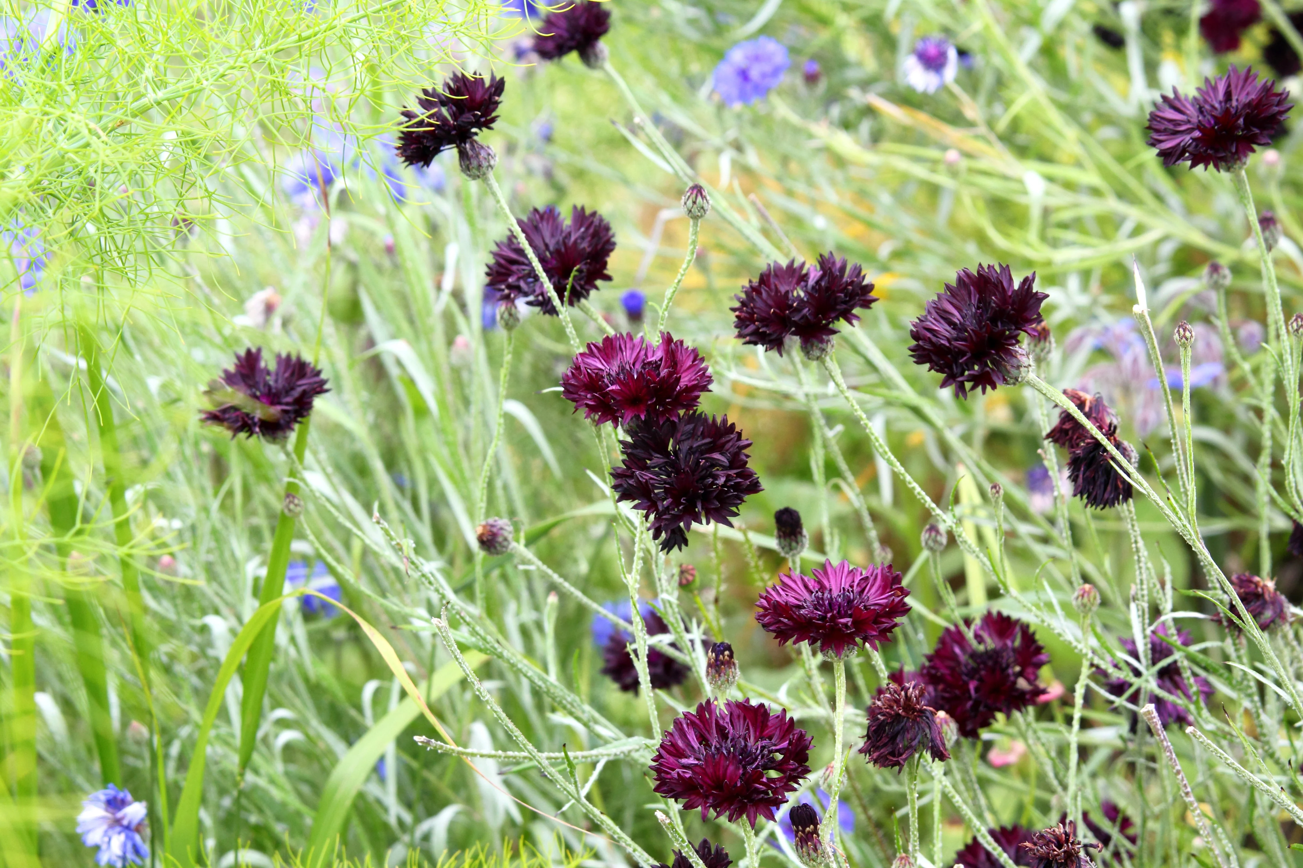 25 Black Garnet BACHELOR'S BUTTON / CORNFLOWER Centaurea Cyanus Flower Seeds - Image 5