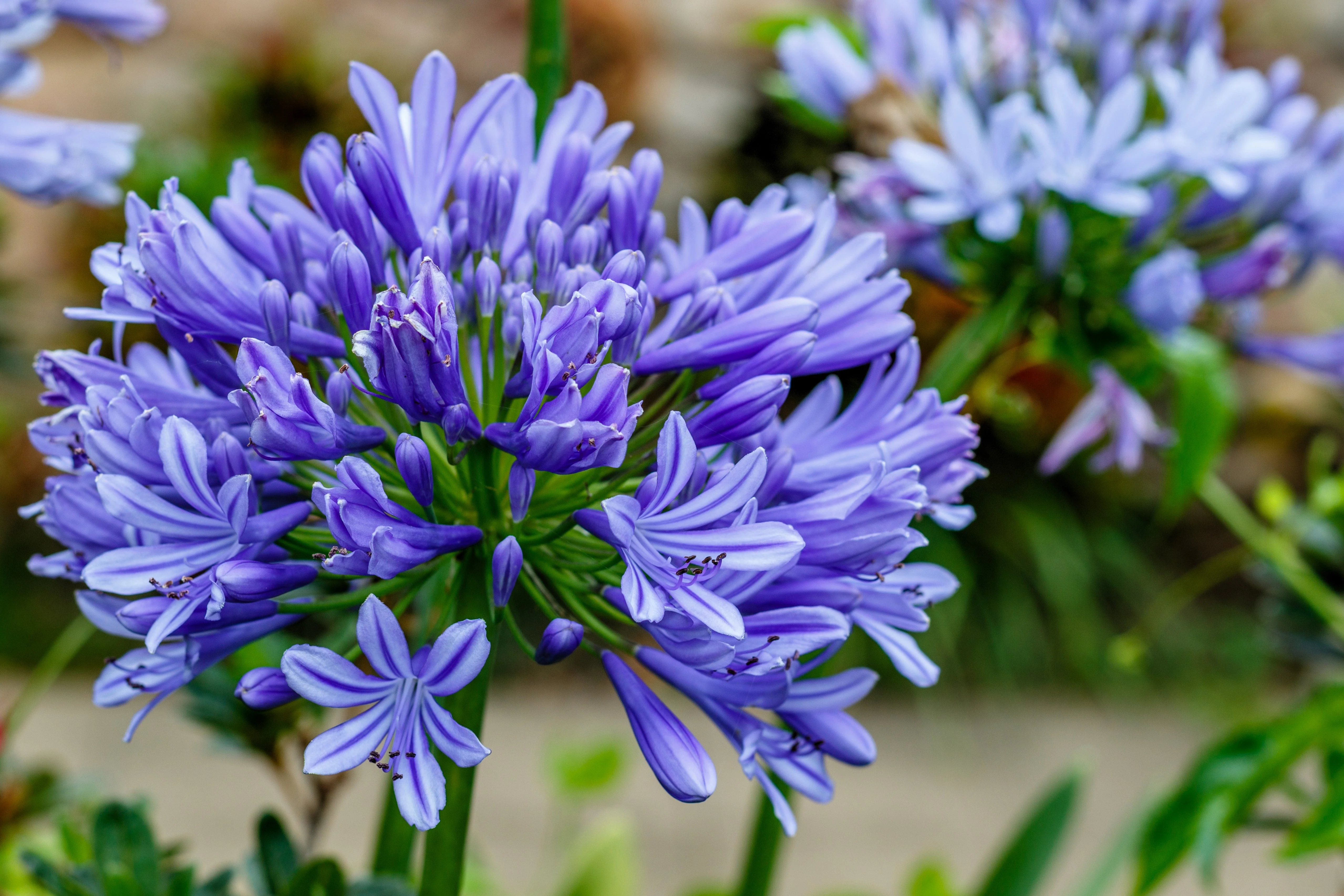 25 BLUE LILY of the NILE Agapanthus Orientalis African Lily Flower Seeds - Image 6