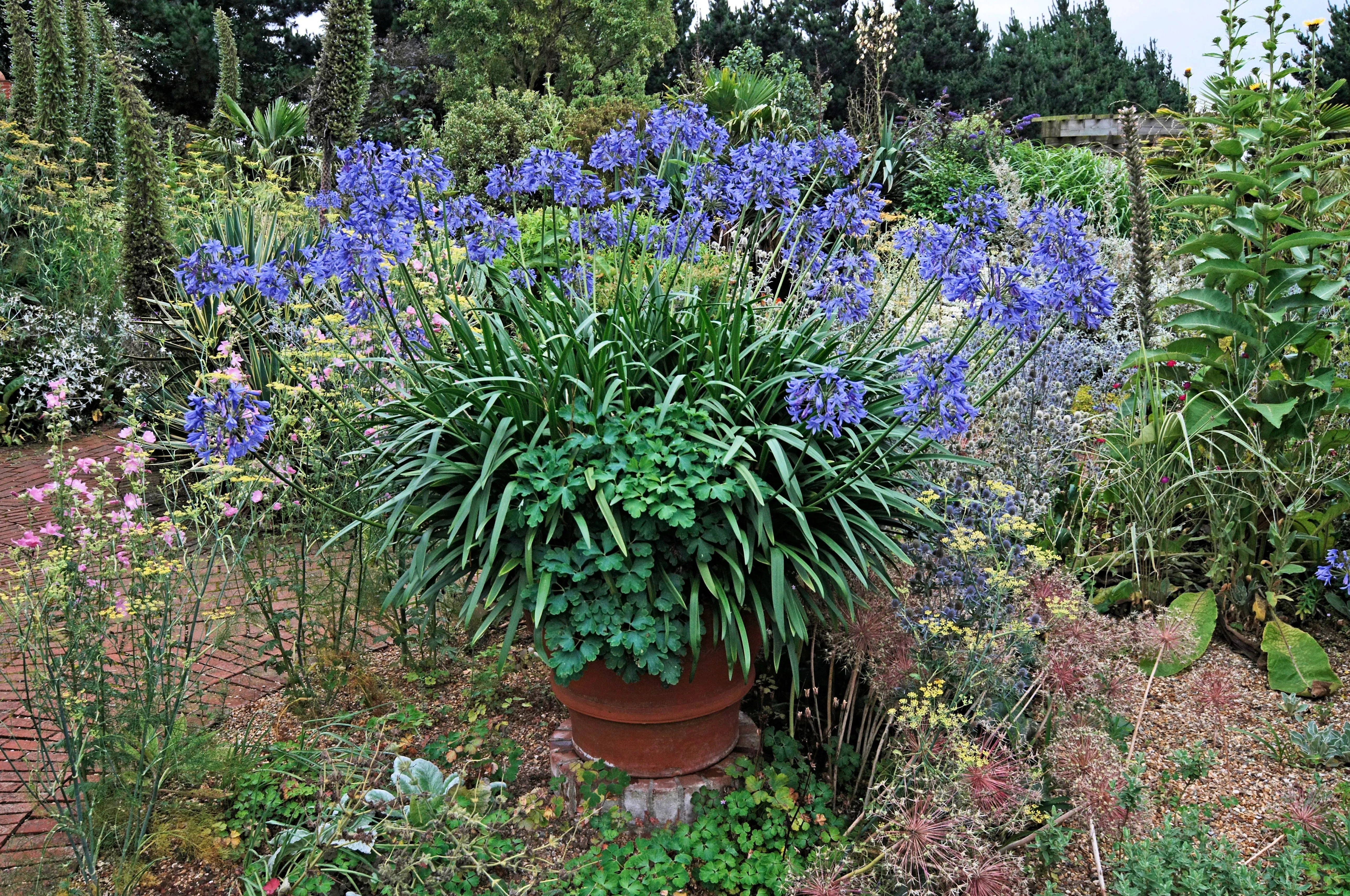 25 BLUE LILY of the NILE Agapanthus Orientalis African Lily Flower Seeds - Image 7