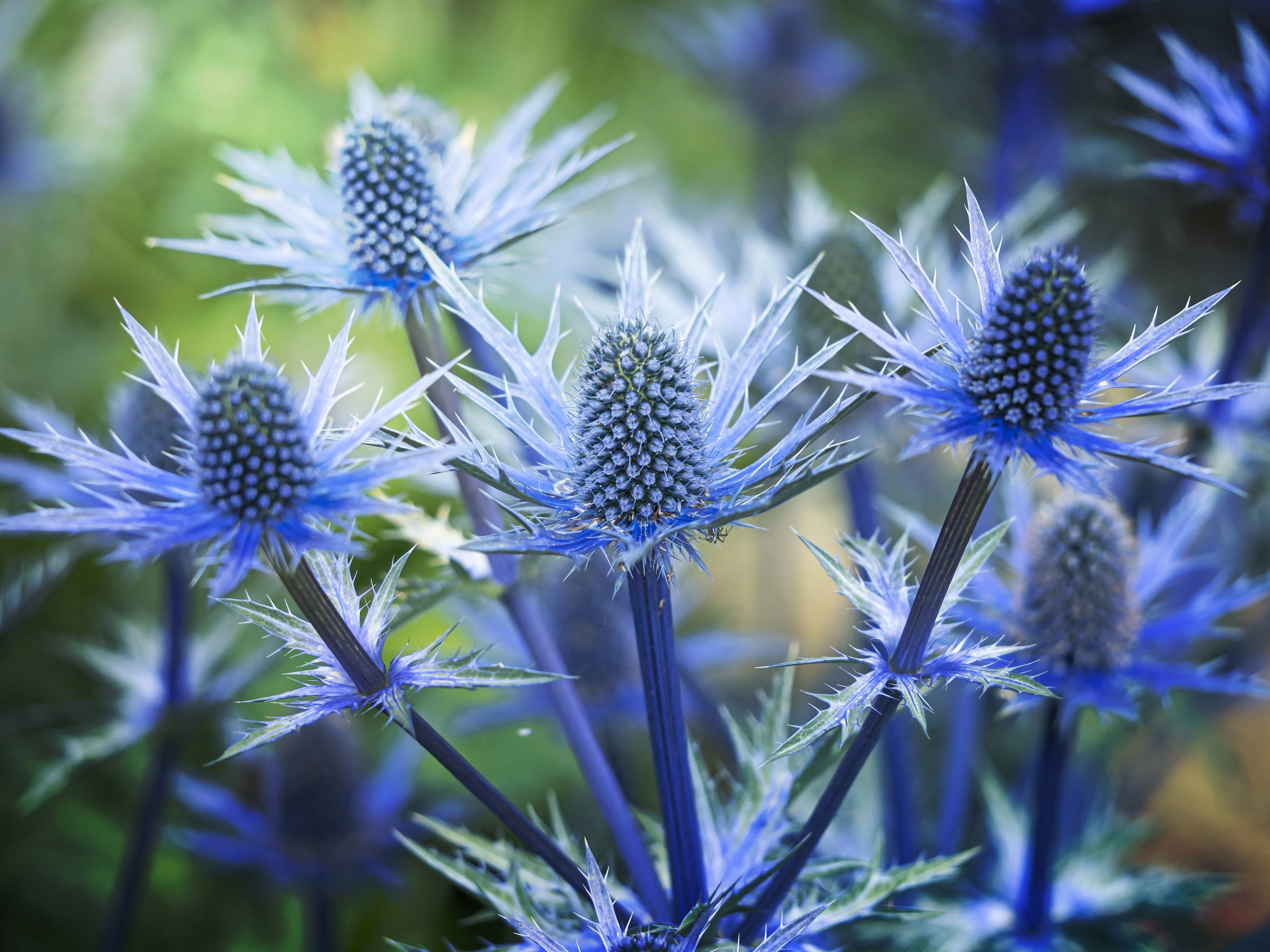 25 BLUE Star SEA HOLLY Eryngium Alpinum Flower Seeds - Image 9
