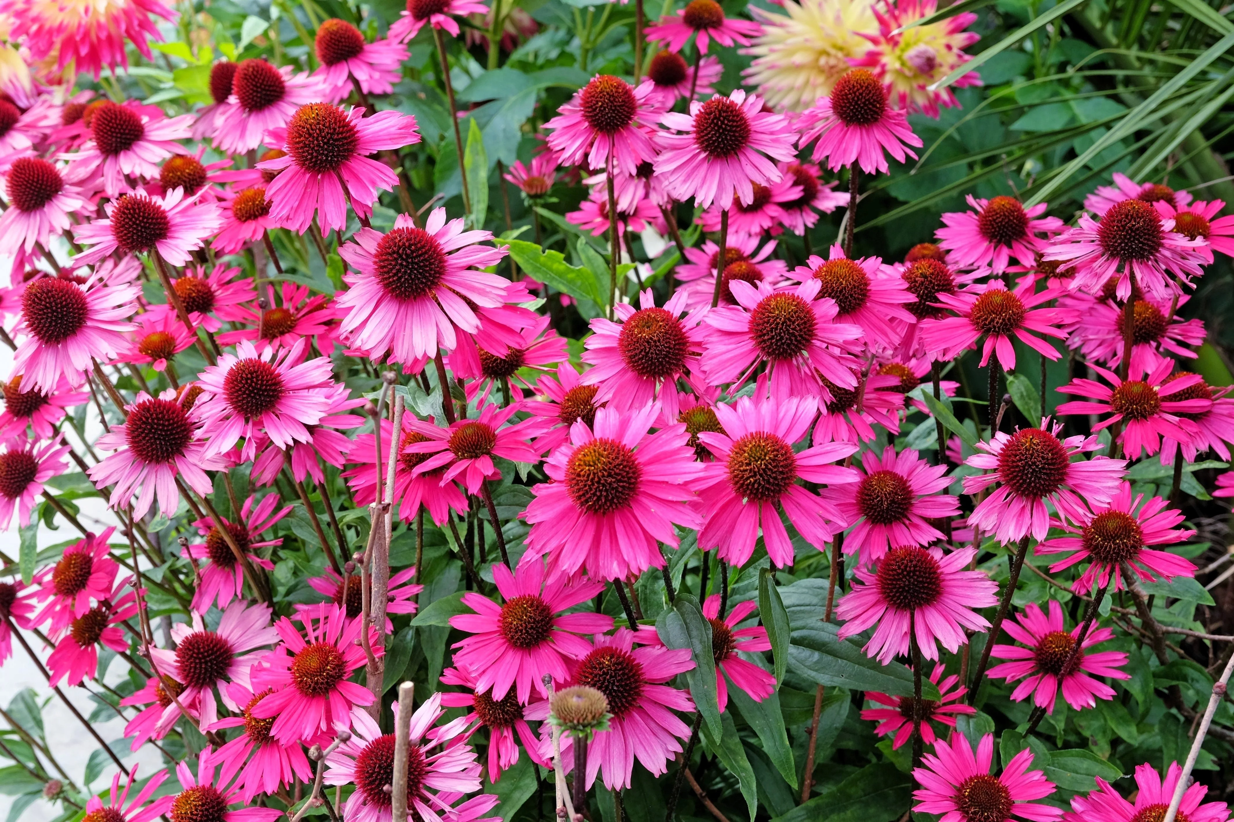25 BRIGHT STAR CONEFLOWER Echinacea Purpurea Lavender Bright Rose Pink Flower Seeds - Image 2