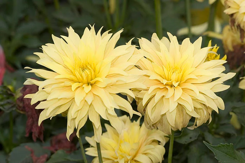 25 CACTUS DOUBLE DAHLIA Mix Variabilis Mixed Colors Hummingbird Flower Seeds - Image 4