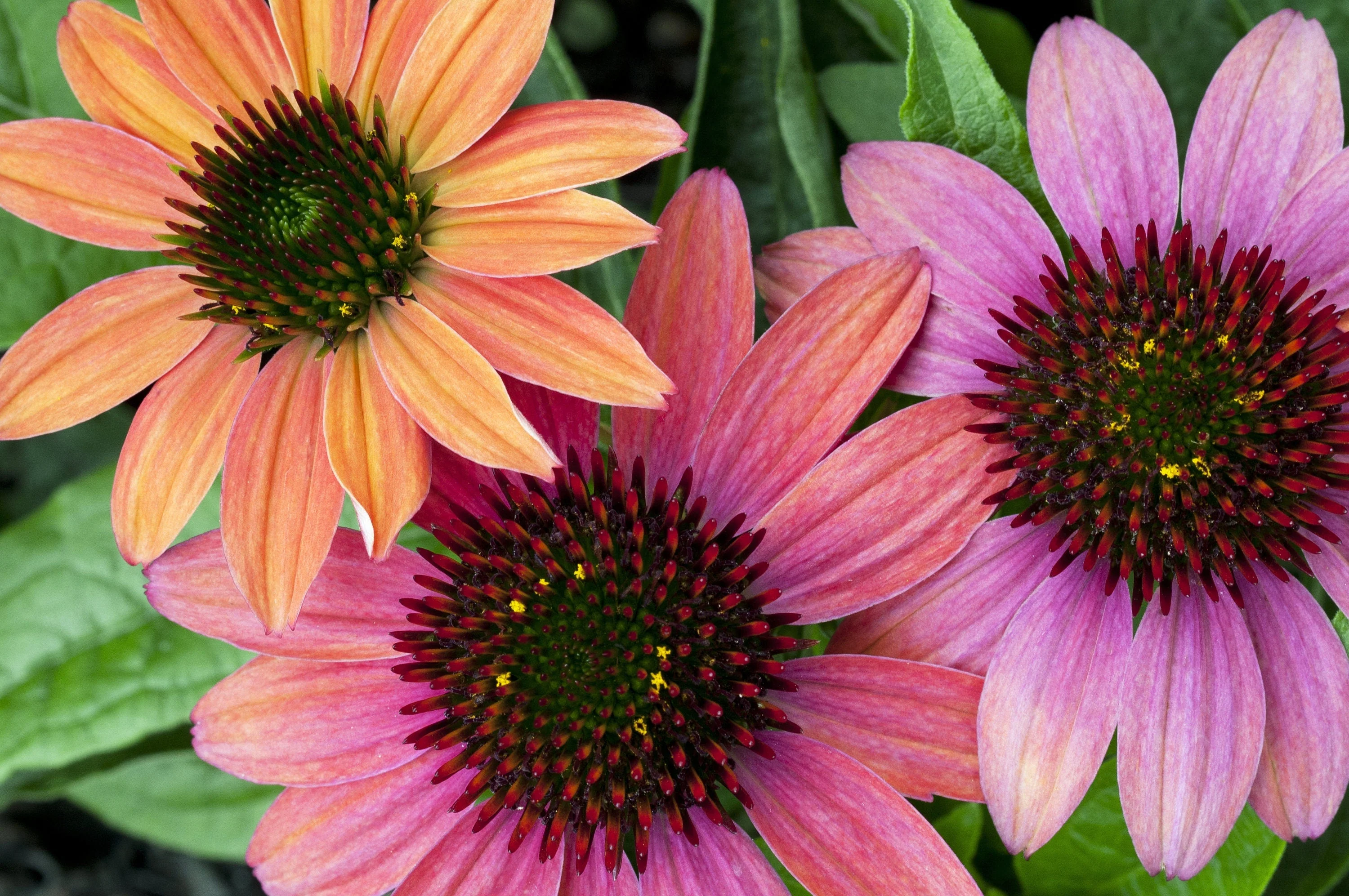 25 CHEYENNE SPIRIT CONEFLOWER Echinacea Orange Red Yellow Purple Pink White Herb Flower Seeds - Image 5