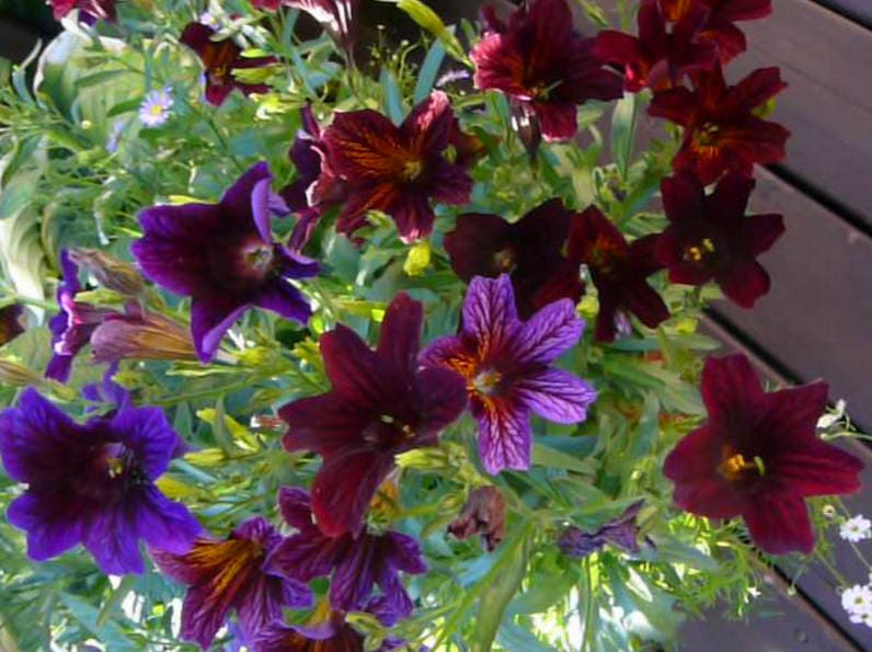 25 Chilean BLACK PAINTED TONGUE Salpiglossis Sinuata Paisley Flower Seeds - Image 2
