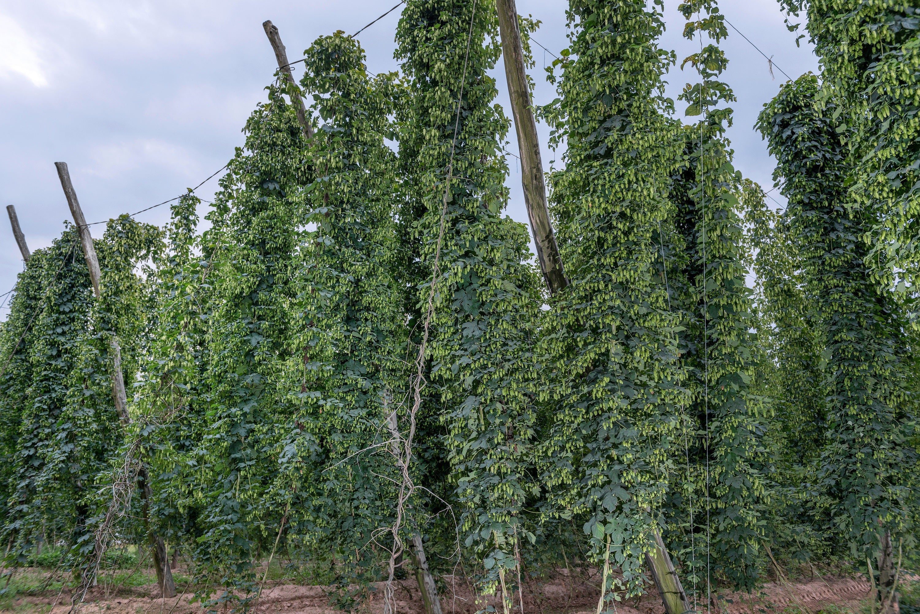 25 COMMON HOPS European Humulus Lupulus Vine Seeds Beer Making Ingredient Seeds - Image 8