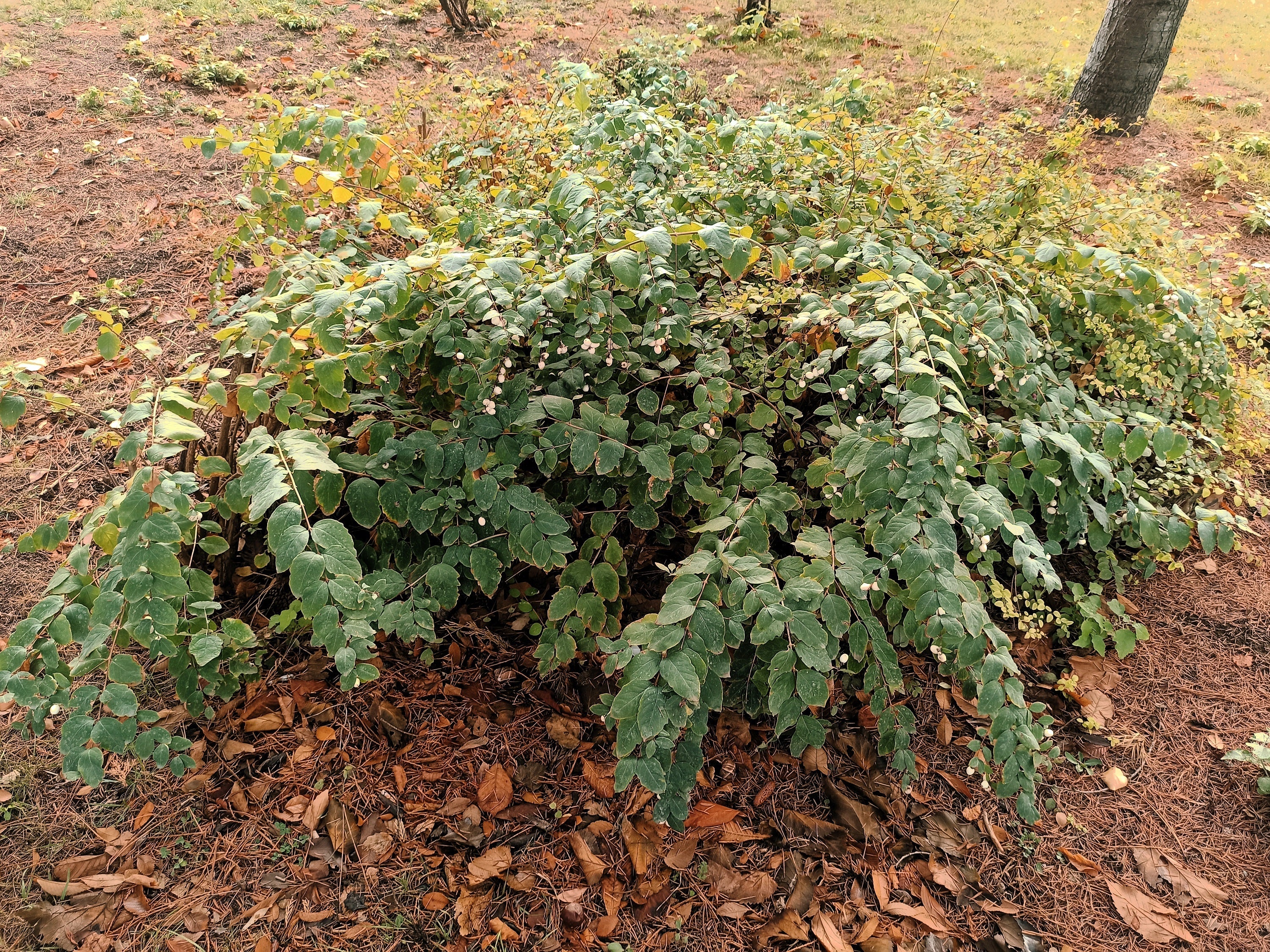 25 COMMON SNOWBERRY - WHITE Berries Pink Flowers Symphoricarpos Alba Shrub Seeds - Image 10