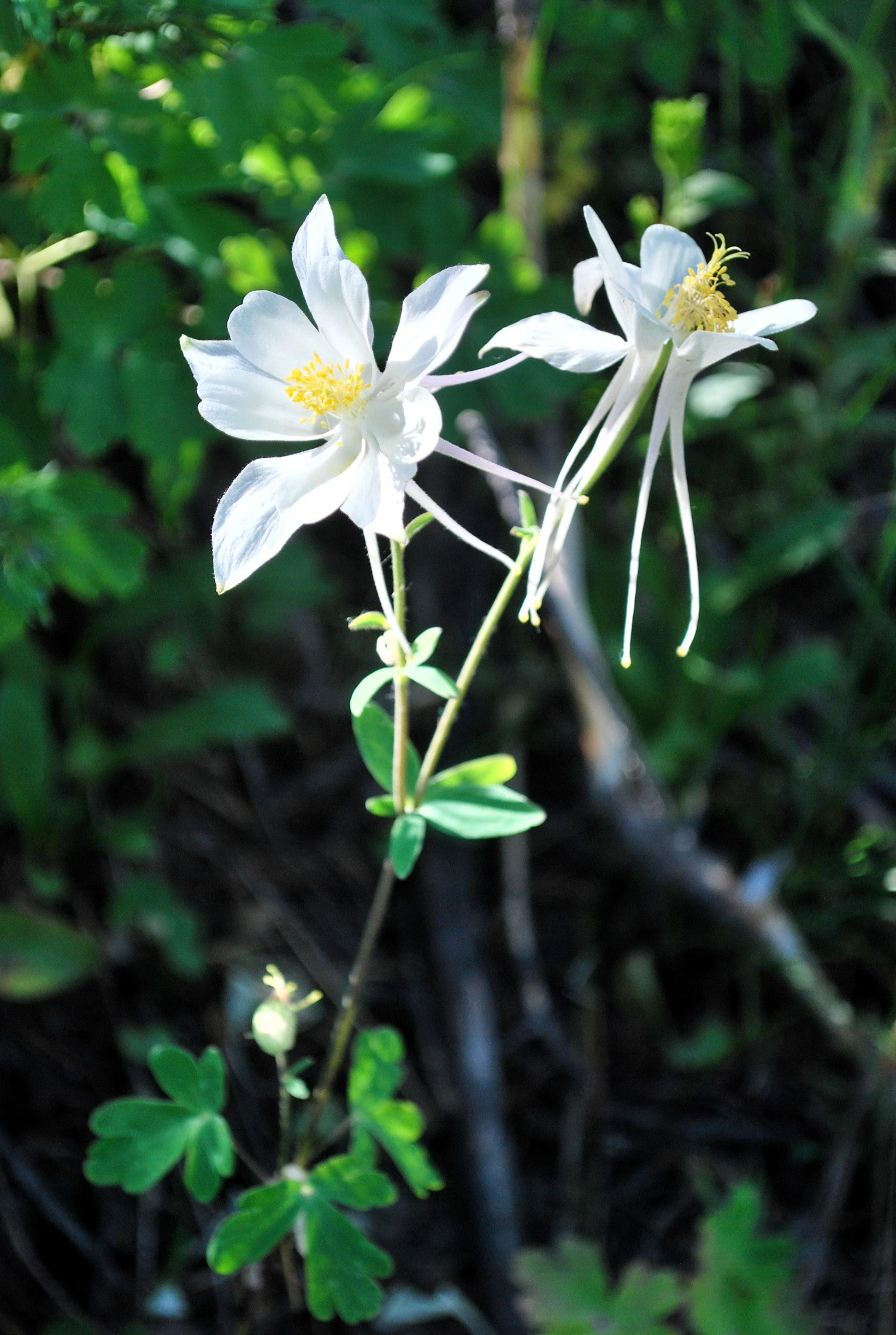 25 CRYSTAL STAR White COLUMBINE Aquilegia Caerulea Flower Seeds - Image 4